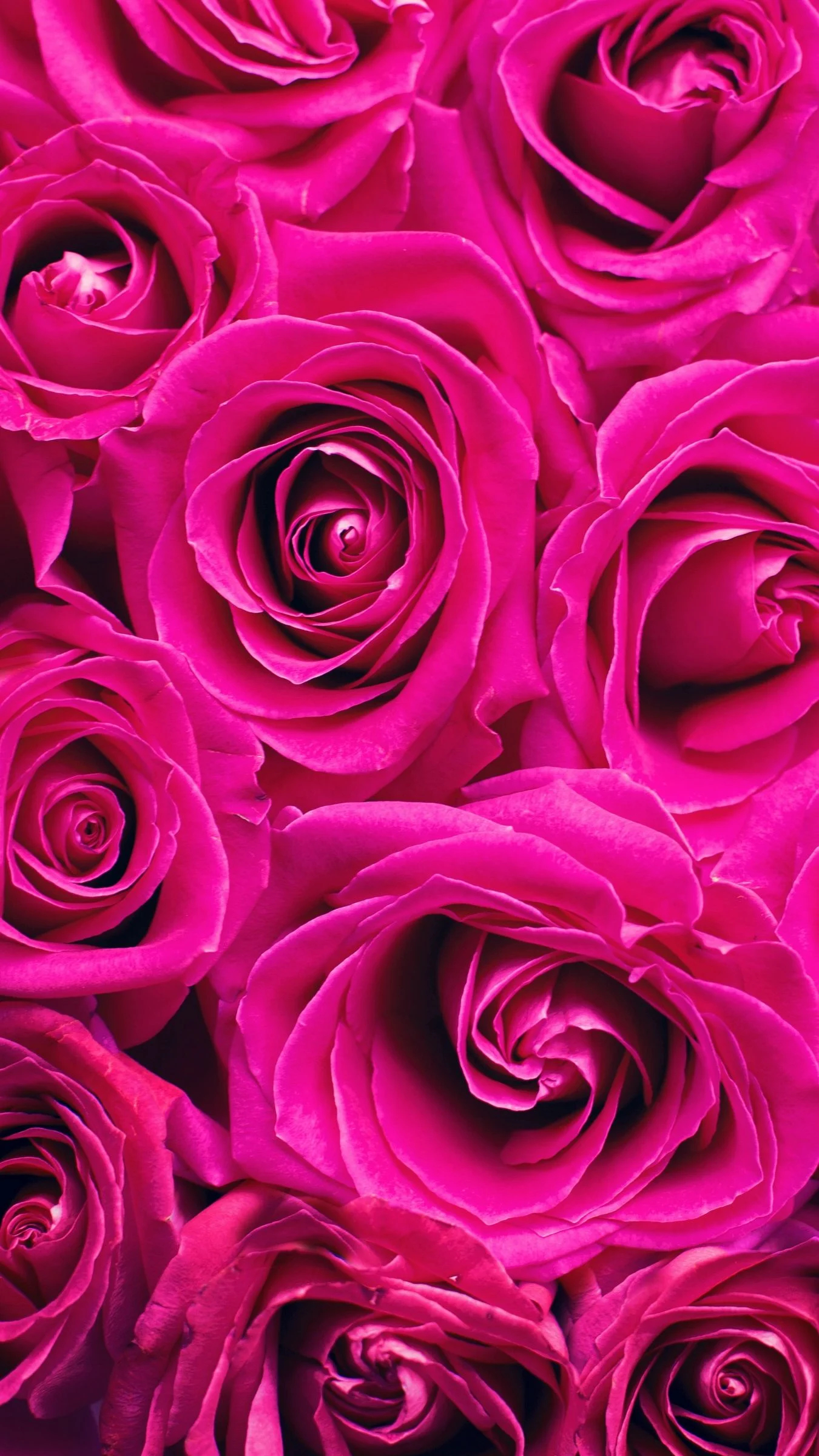 1350x2400 Pink Roses Phone Wallpapers