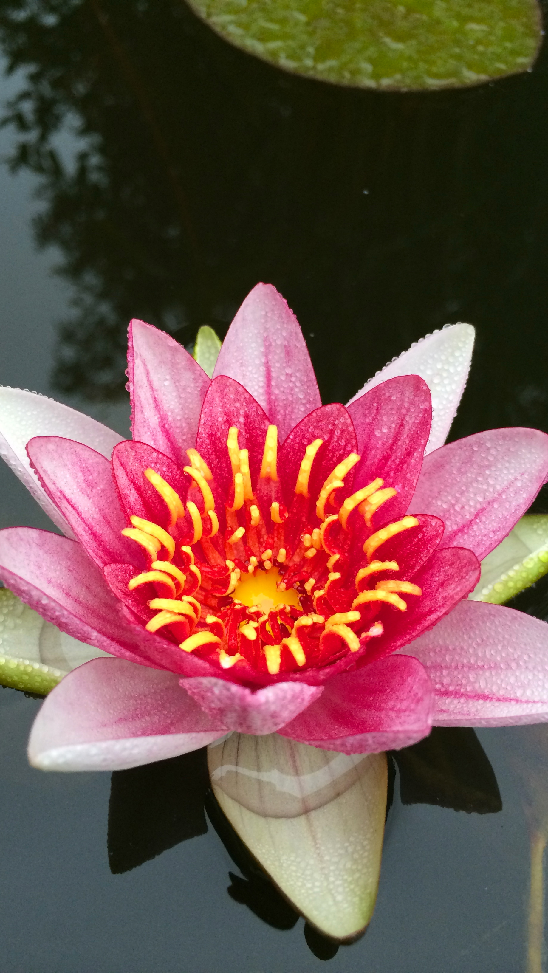 1838x3264 Wallpapers of the week: the water lily