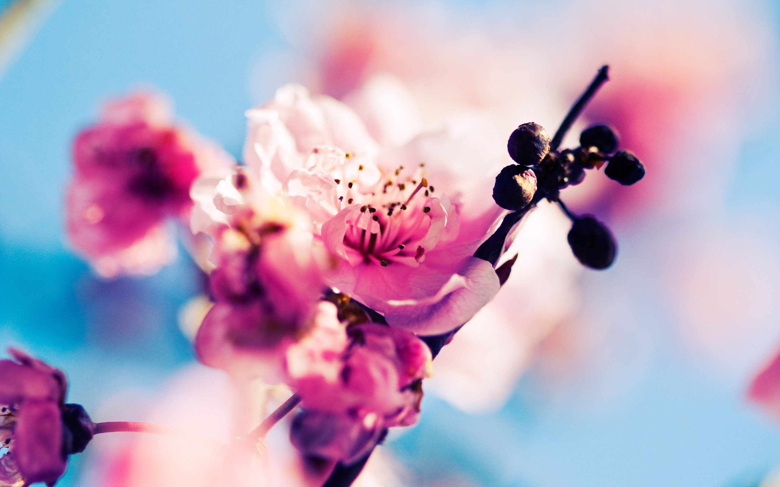 2560x1600 Tired of winter? Get ready for spring with these 48 HD wallpapers