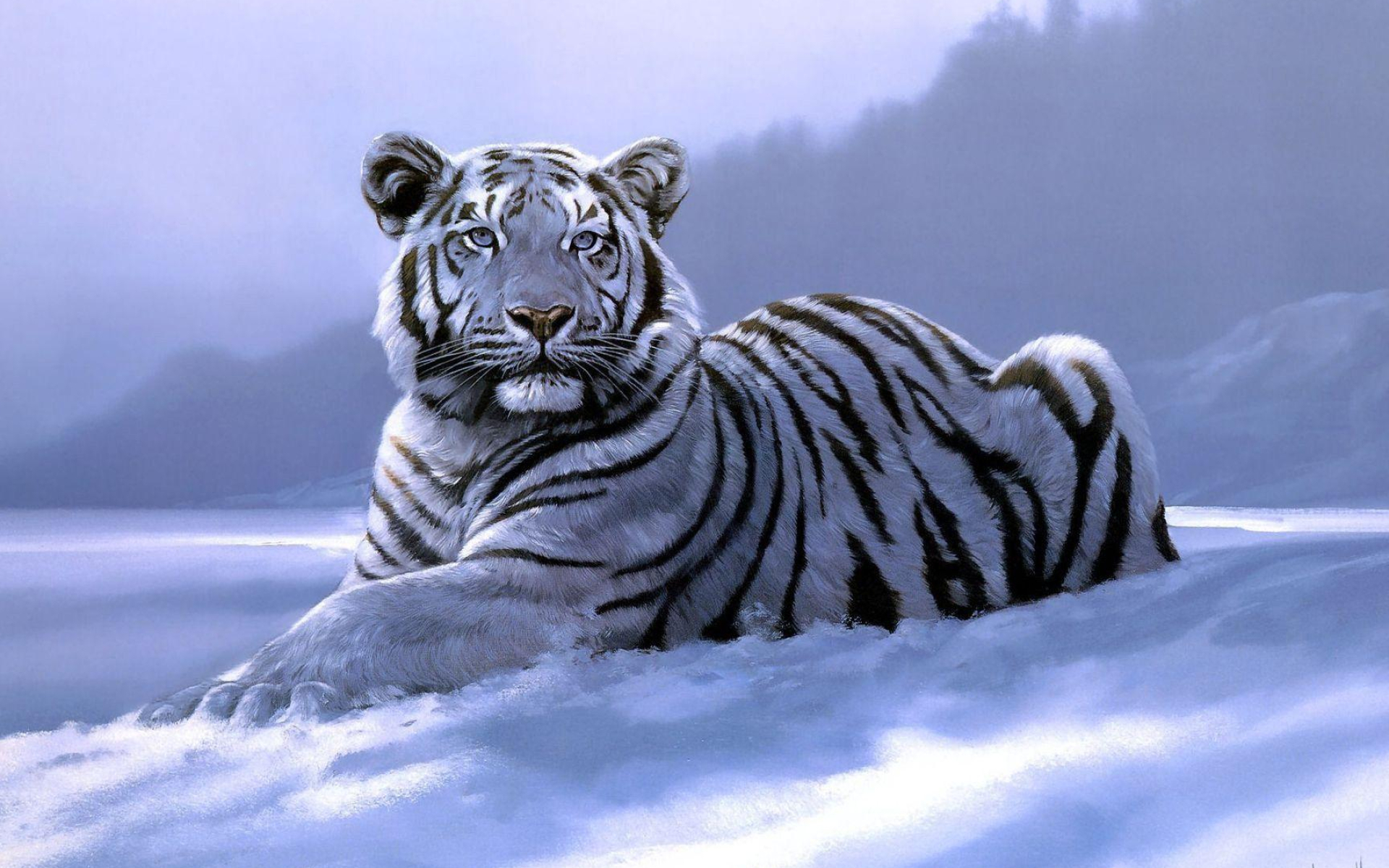 1920x1200 Snow Tiger Wallpapers
