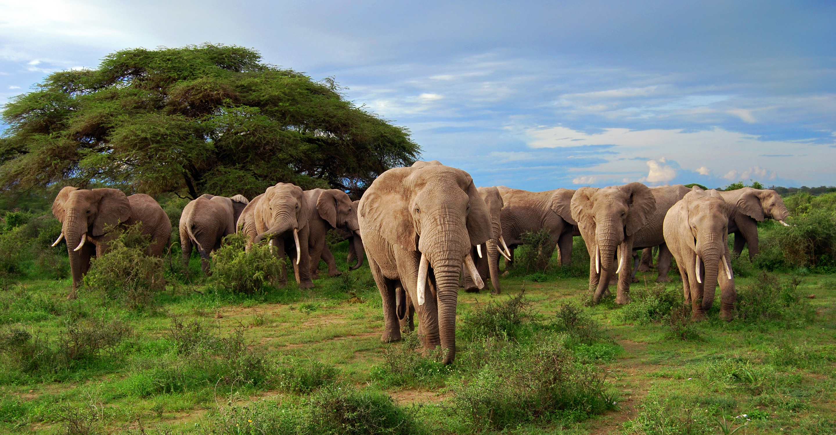 2880x1500 African Safaris \u0026 Adventure Travel | Natural Habitat Adventures