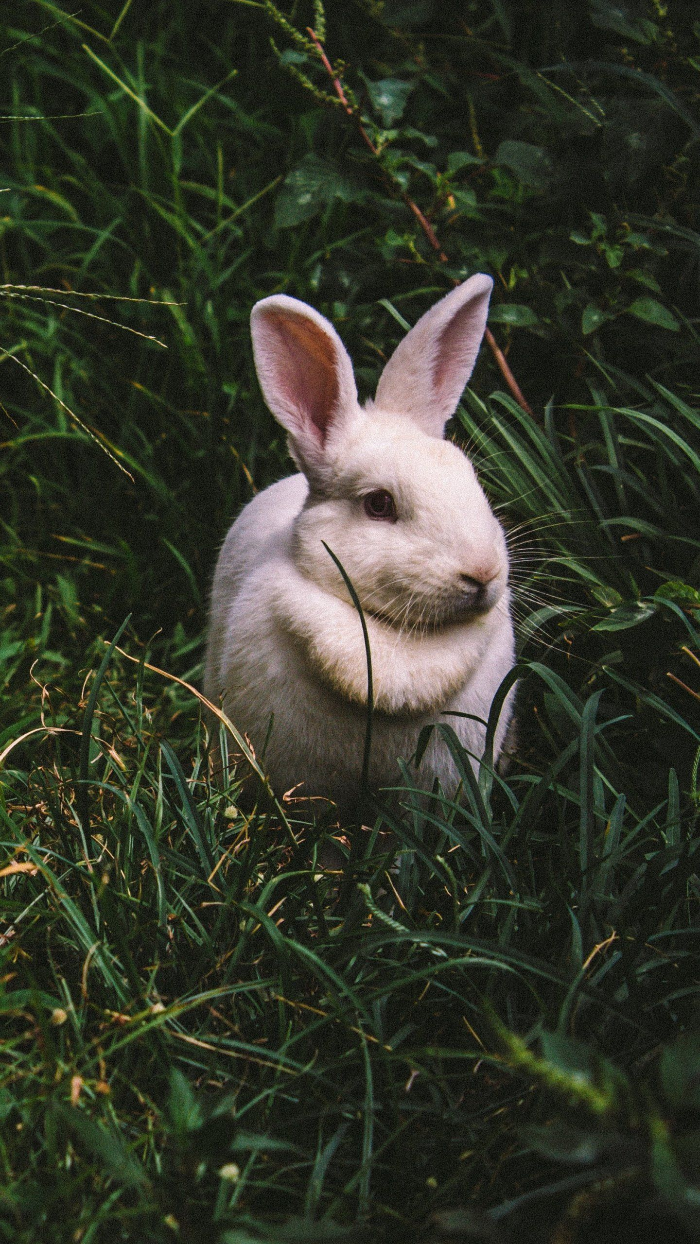 1440x2560 White Rabbit Wallpaper iPhone, Android \u0026 Desktop Backgrounds | Rabbit wallpaper, Rabbit, Animals