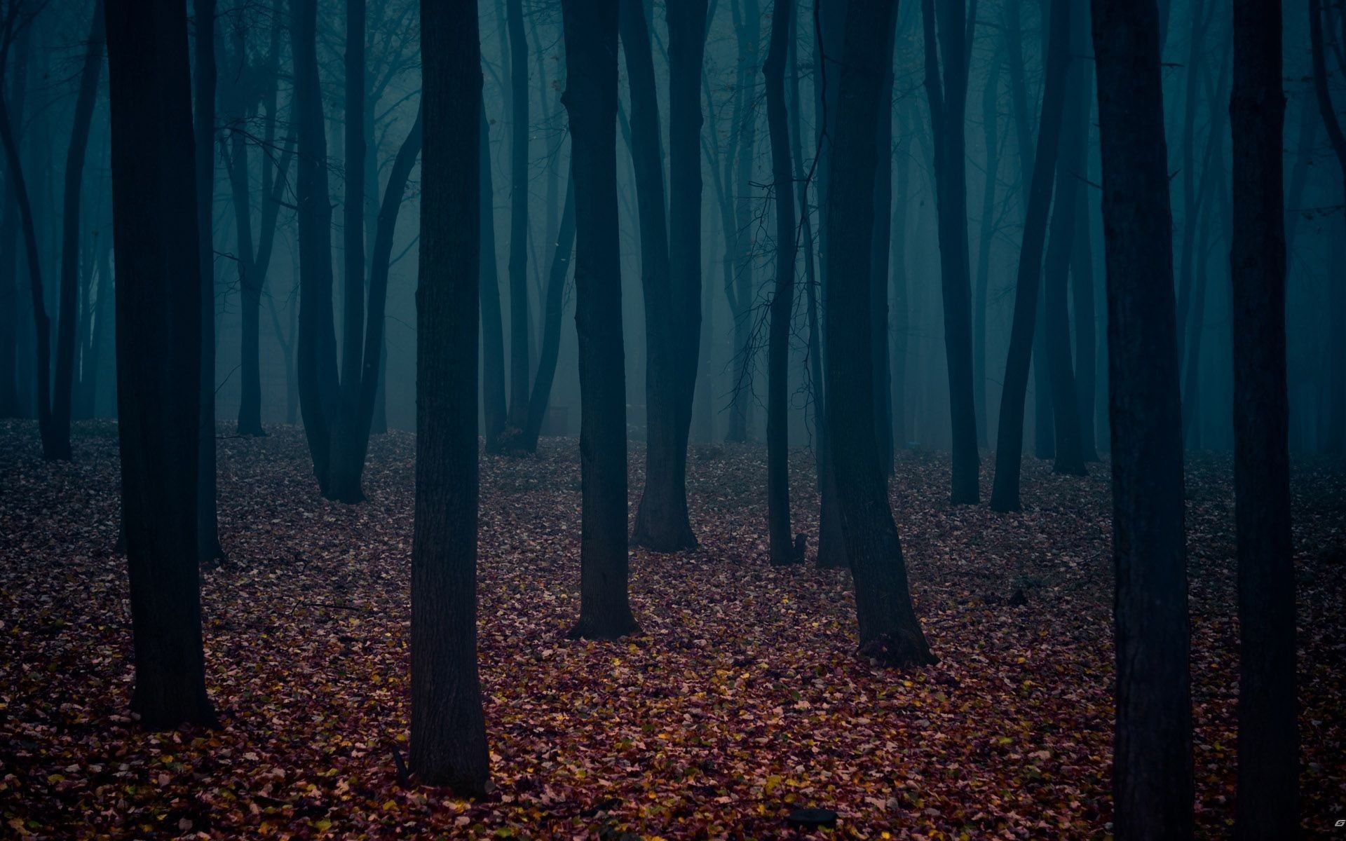 1920x1200 Scary Forest Wallpaper (57 images) | Dark forest, Forest background, Forest wallpaper
