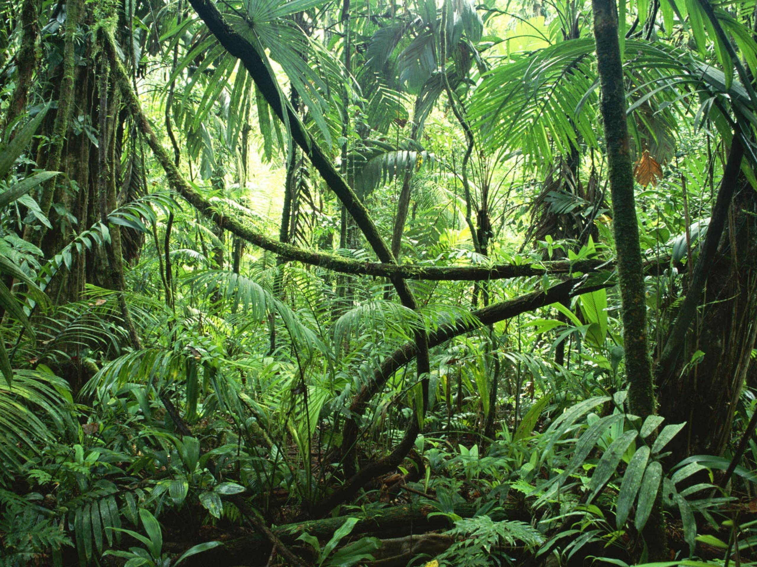 2560x1920 Rainforest Background (42+ pictures