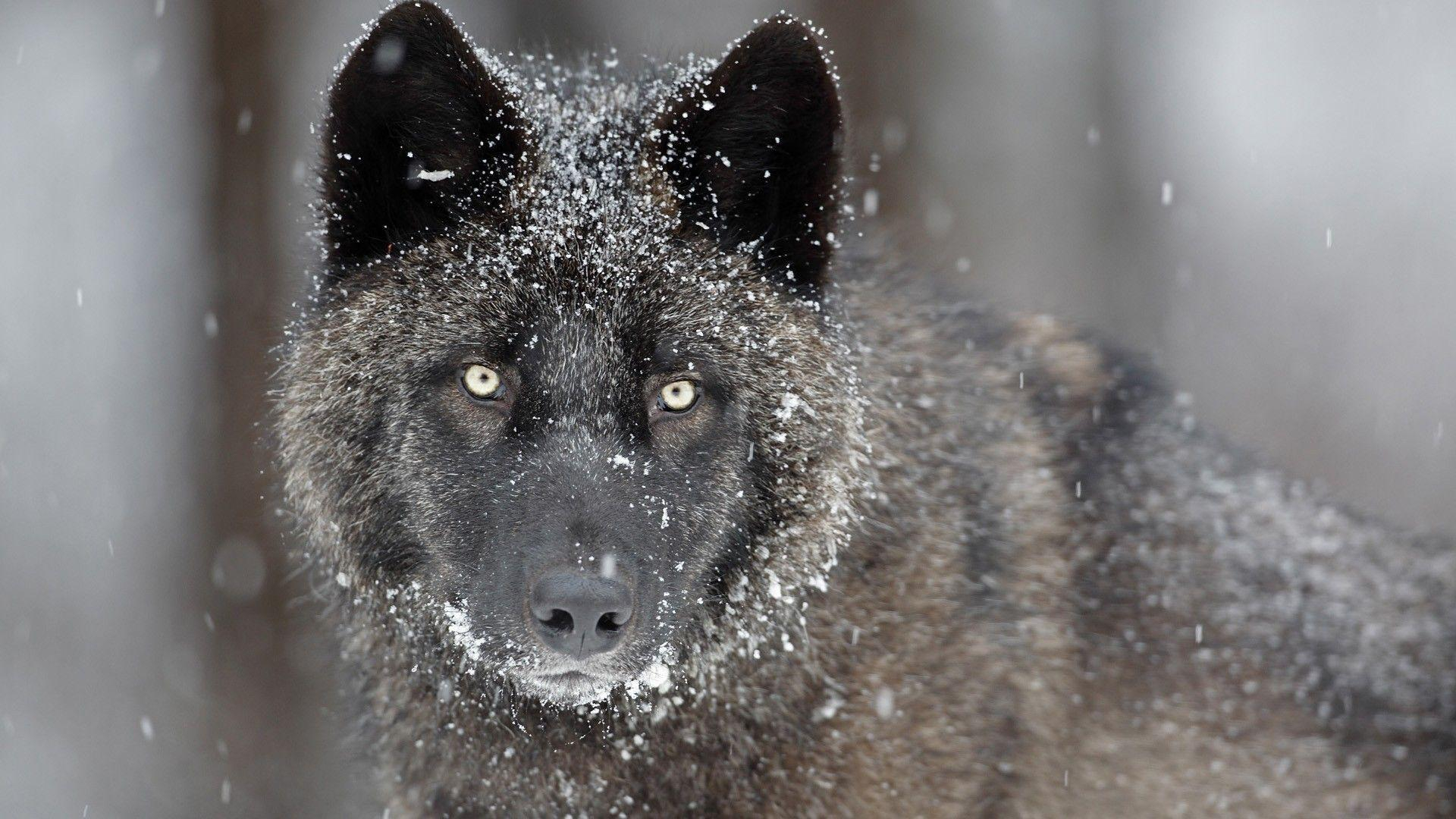 1920x1080 Timber Wolf Wallpapers