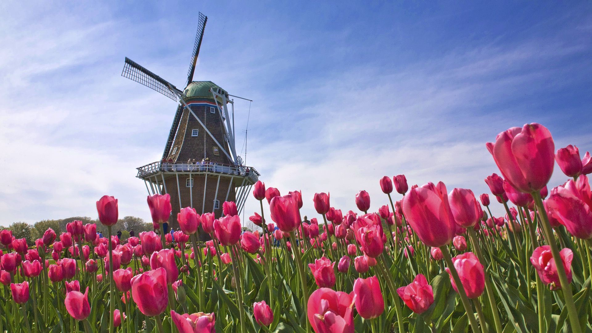 1920x1080 Holland Tulips Wallpapers Top Free Holland Tulips Backgrounds