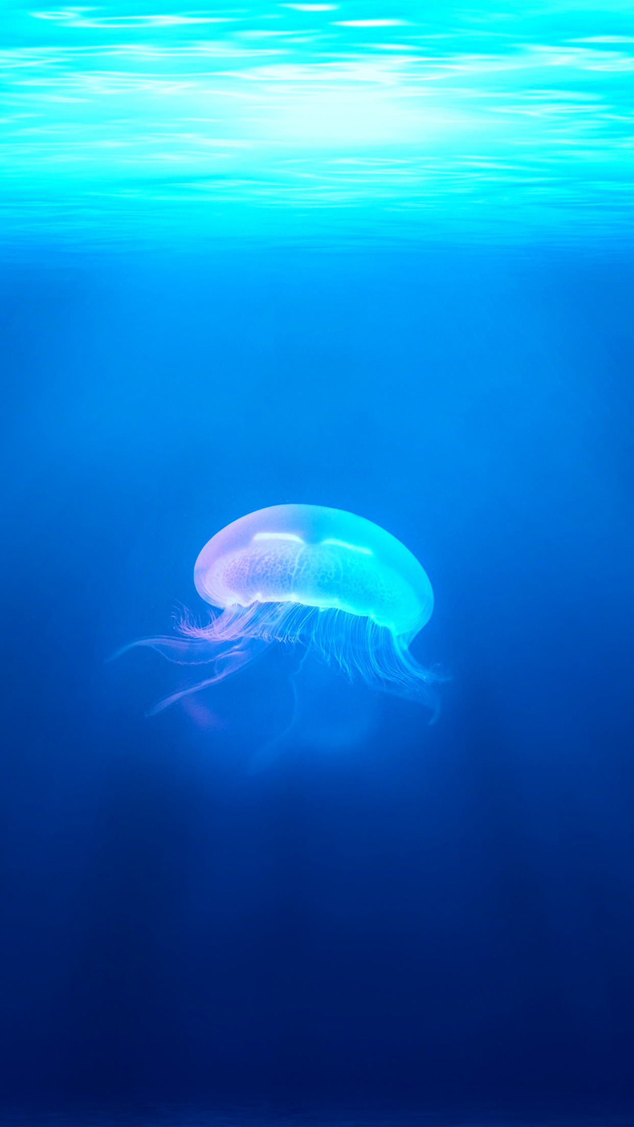 1242x2208 | iPhone X wallpaper | na45-jellyfish-sea-ocean-waterblue-animal