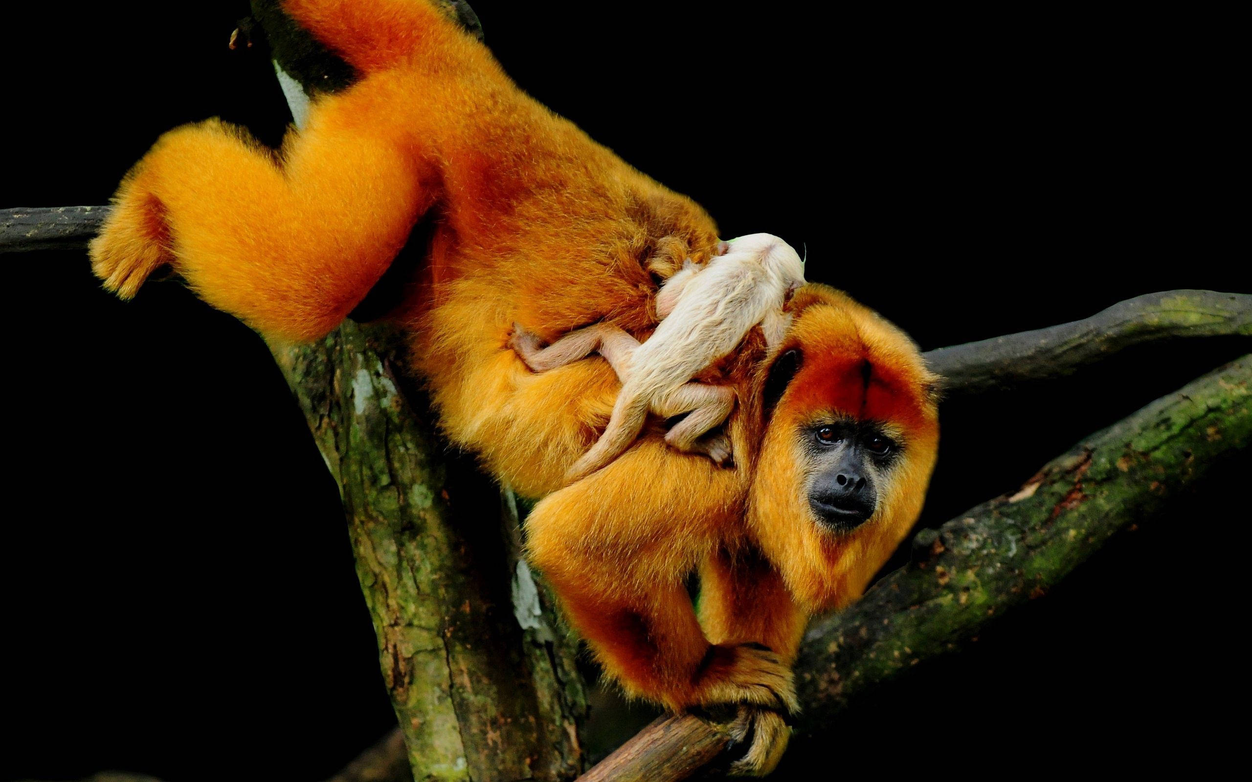2560x1600 Download Monkey, baby, tree, climbing Wallpaper
