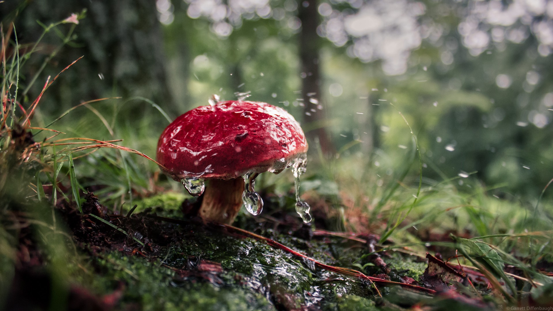 1920x1080 mushroom, Forest Wallpapers HD / Desktop and Mobile Backgrounds