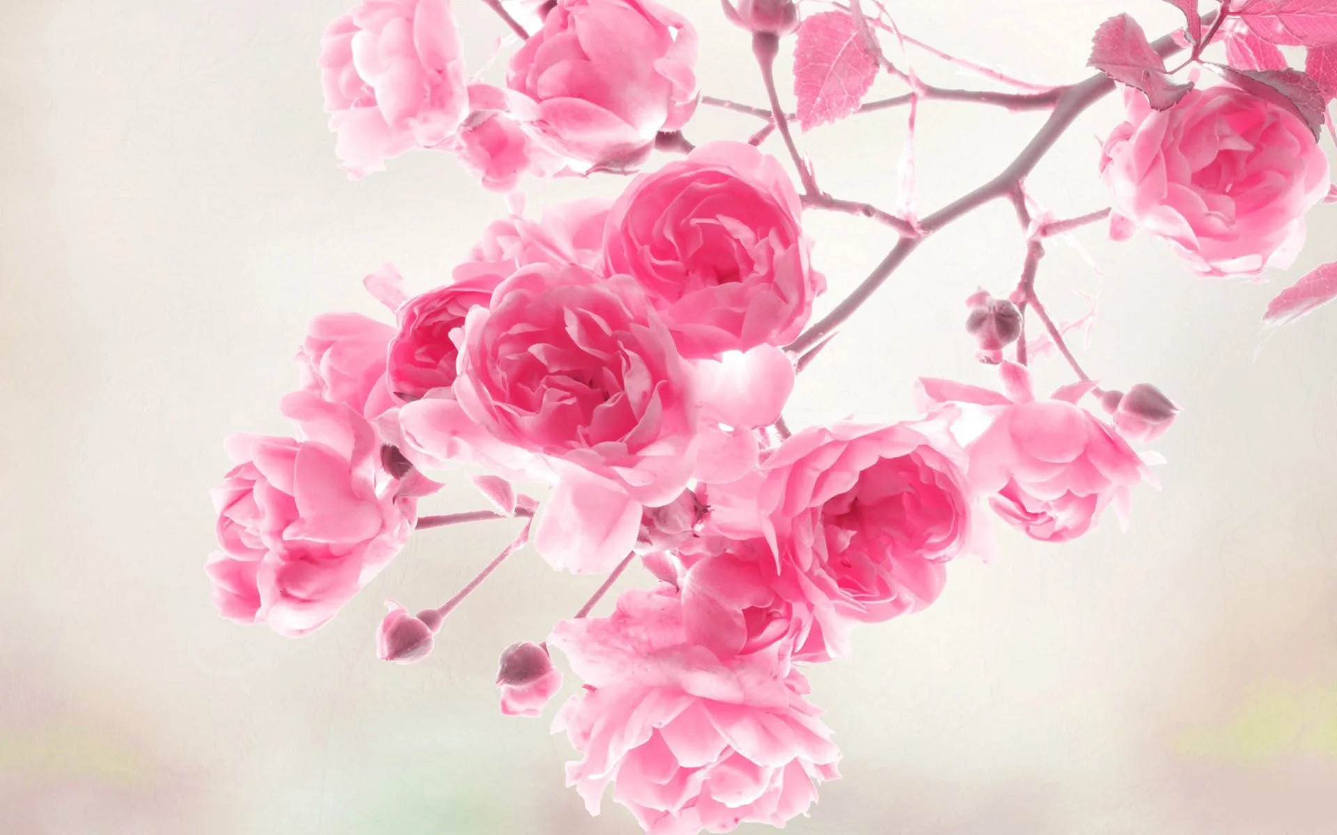 1920x1200 Beautiful Pink Flower Wallpapers Top Free Beautiful Pink Flower Backgrounds