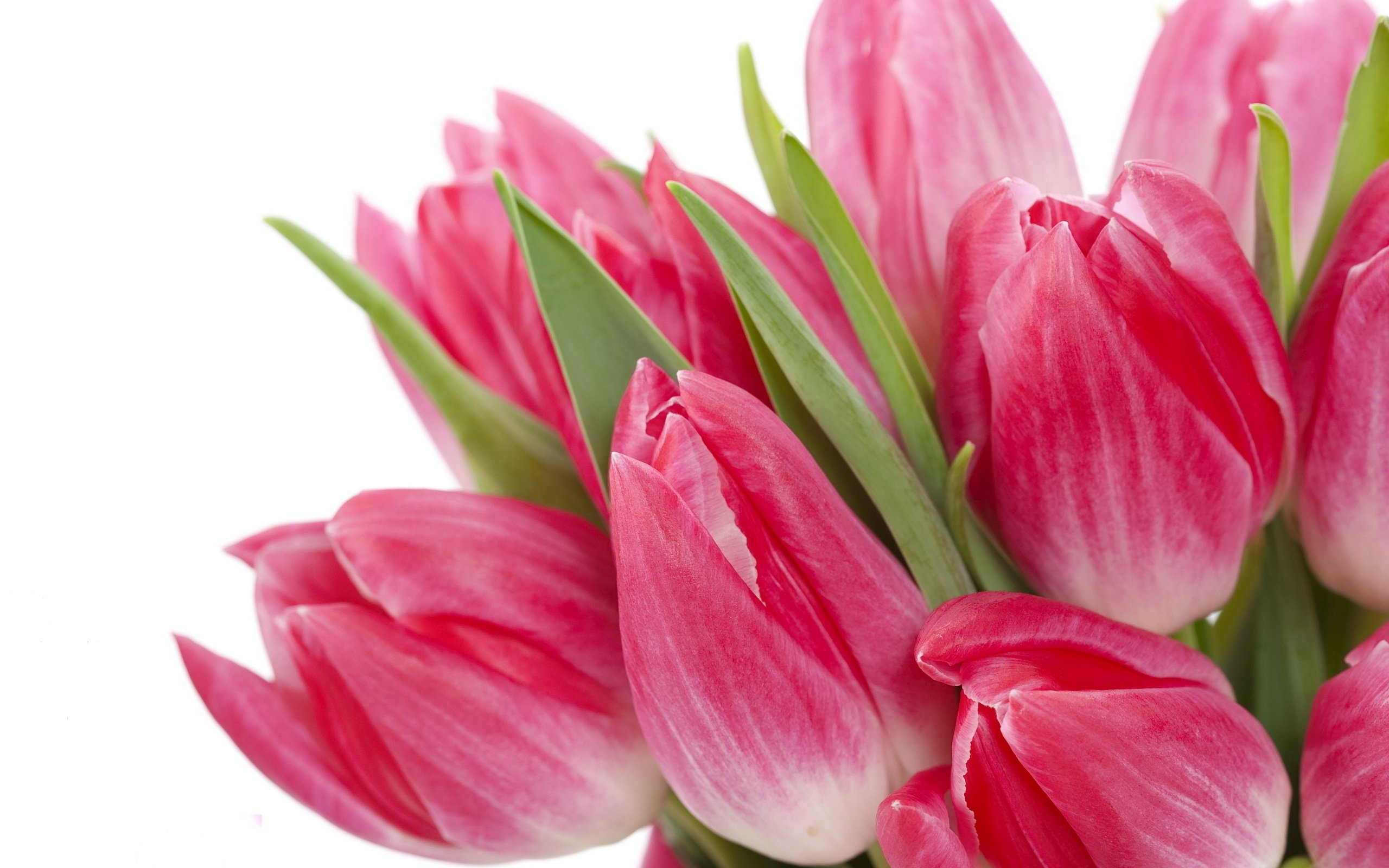 2560x1600 Flowers bouquet pink beauty flowers bright tulips wallpaper | | 294598