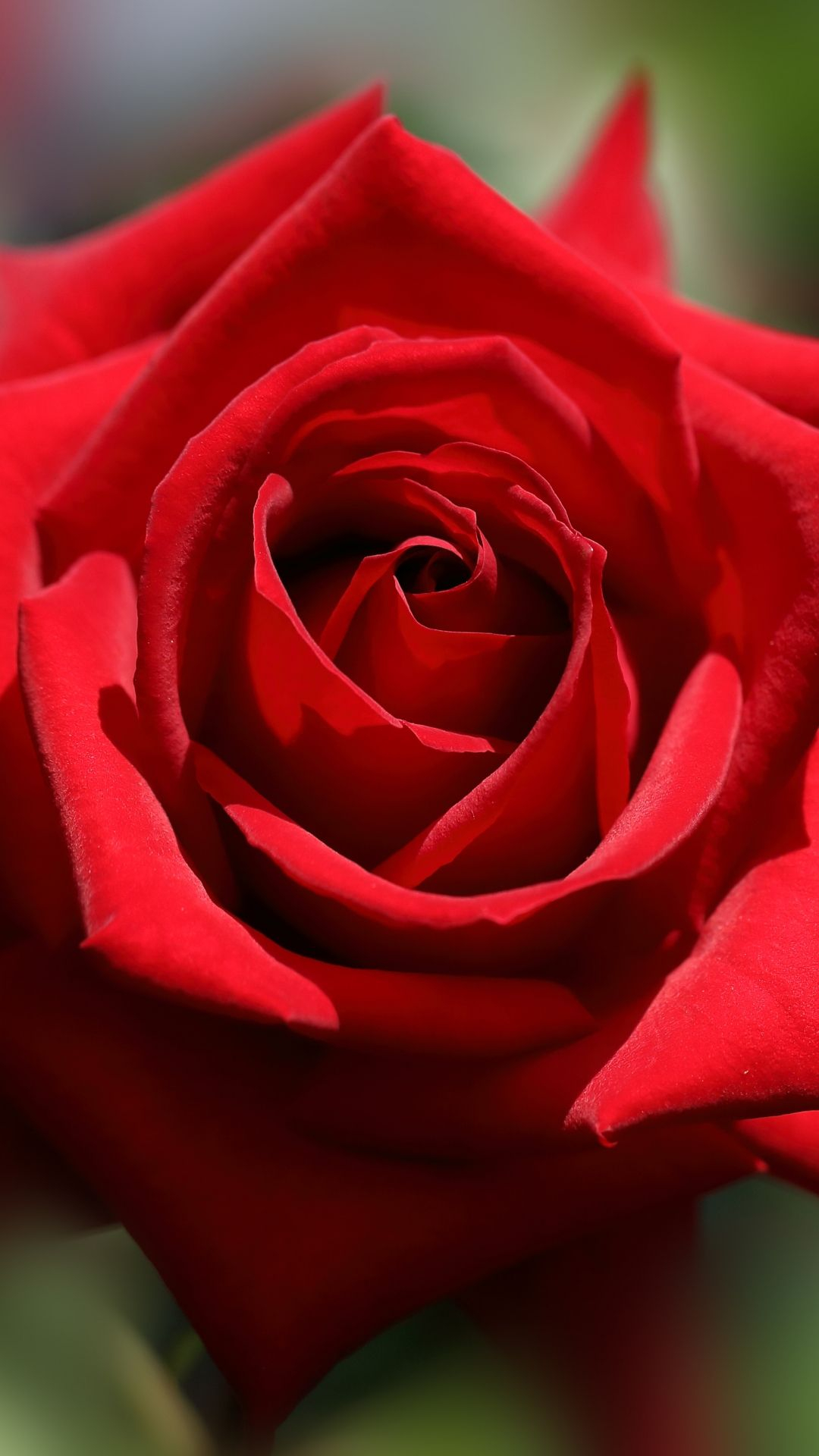 1080x1920 30 Red Rose iPhone Wallpapers Wallpaperboat