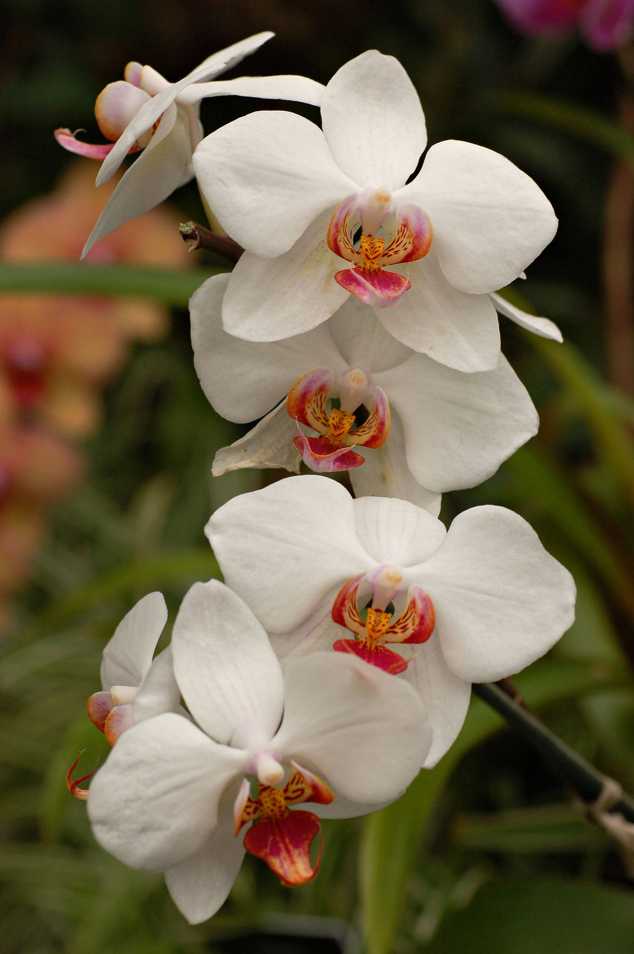 1277x1920 Download White Orchids With Red Center Petals Wallpaper