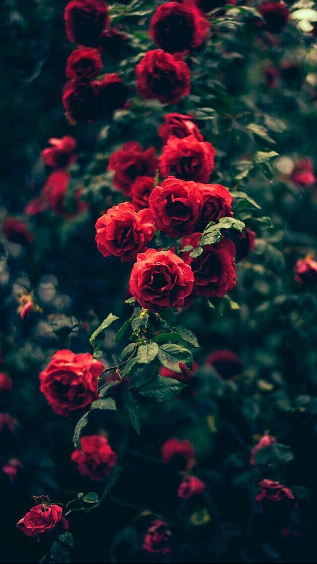 1080x1920 Red Roses iPhone Wallpapers Top Free Red Roses iPhone Backgrounds