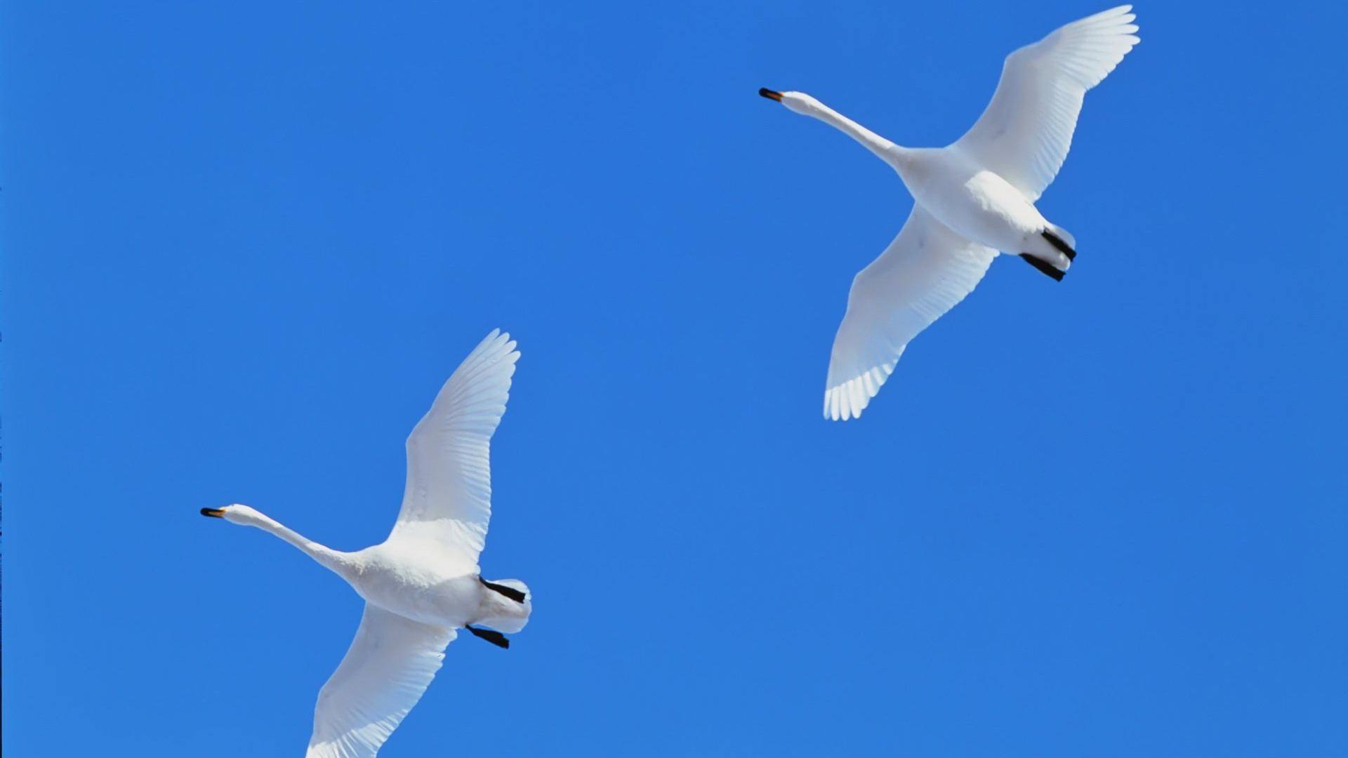 1920x1080 Flying the blue sky white swans KDE Store