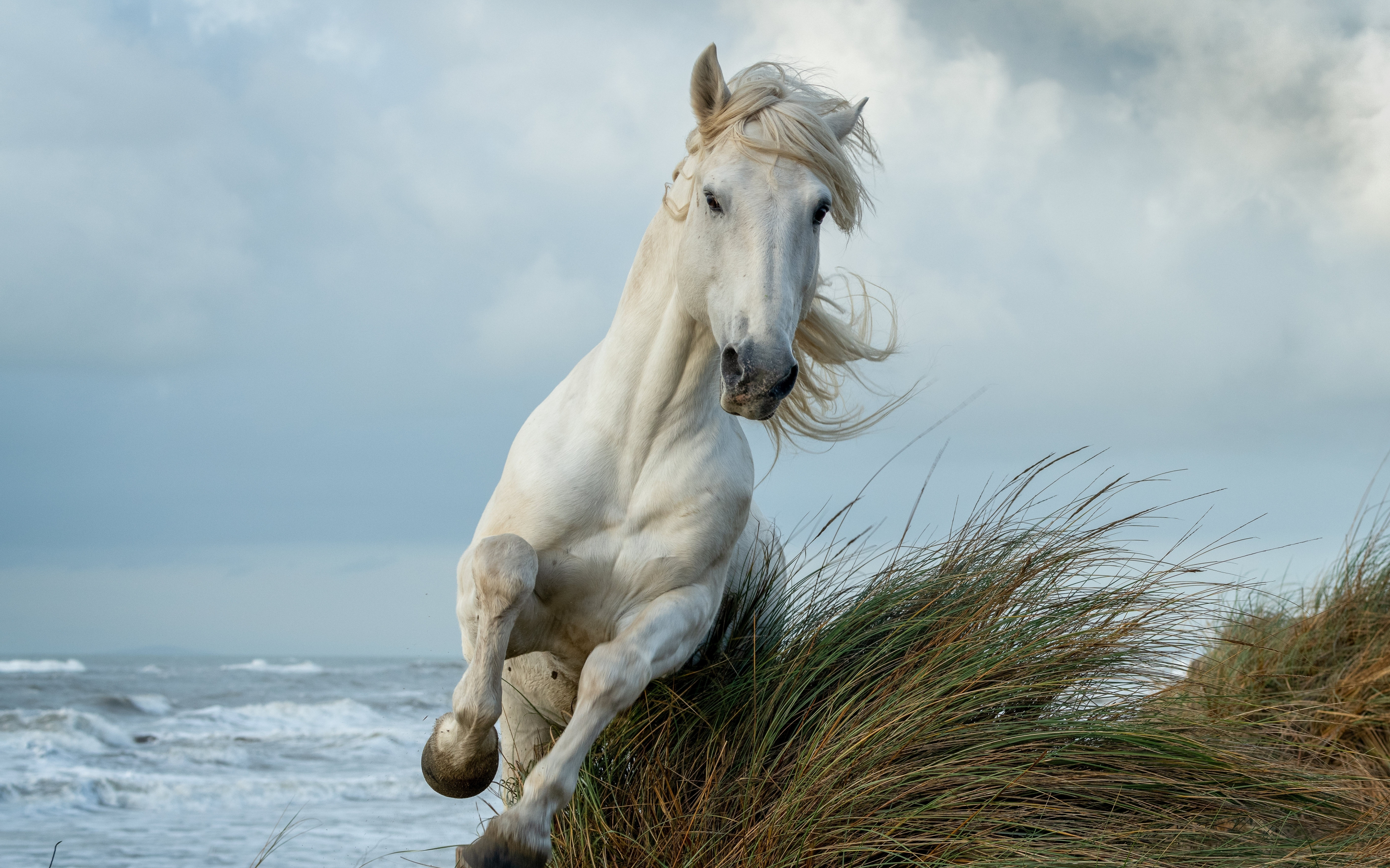 2880x1800 Download white horse, run, animal wallpaper, mac pro retaia, image, background, 26277