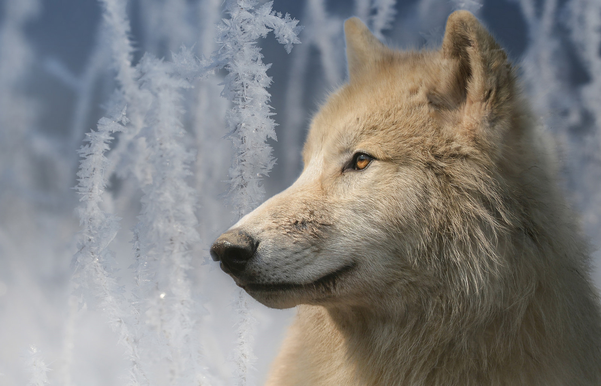 1920x1235 White Wolf in Winter