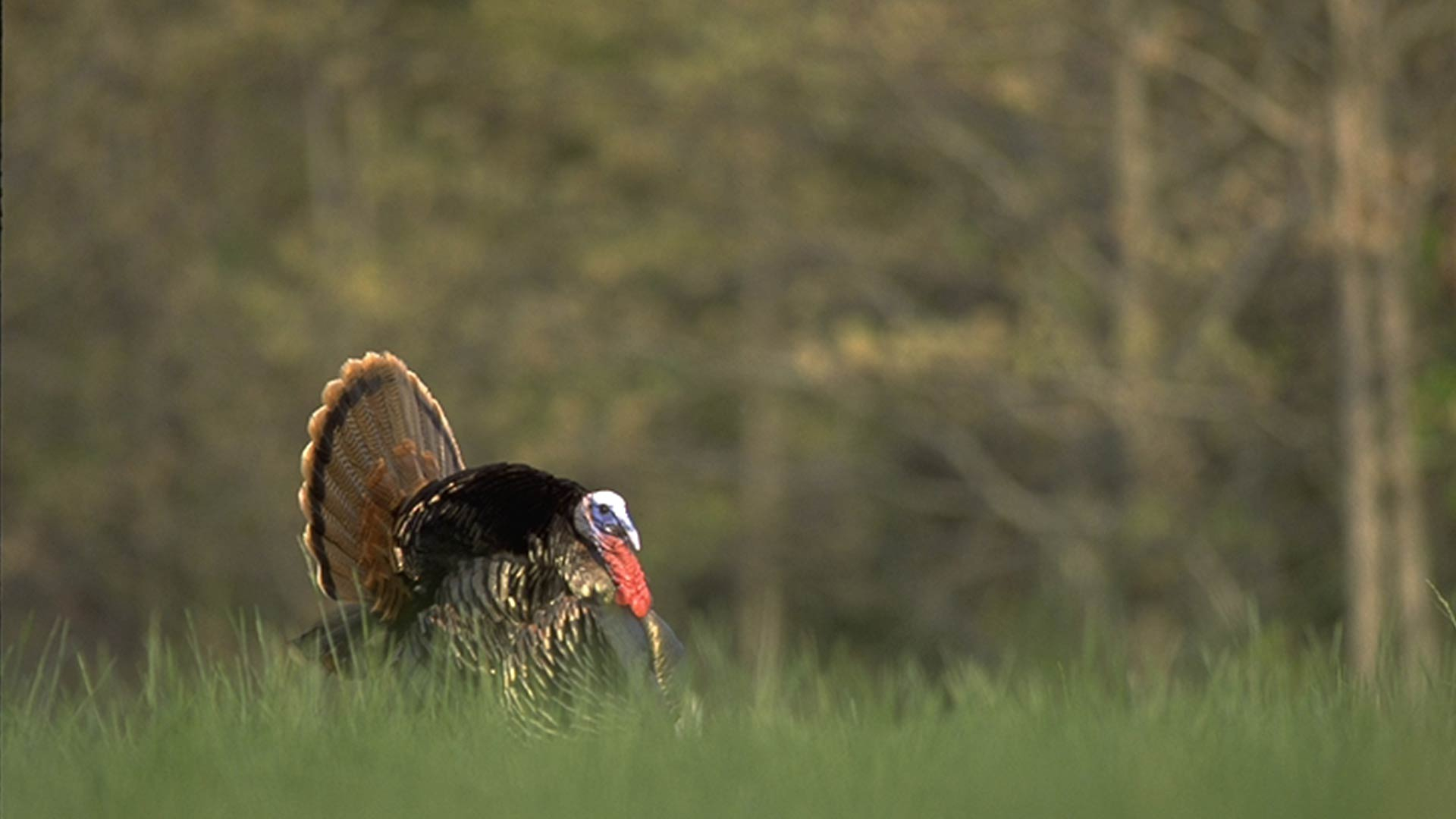1920x1080 Learn About the 5 Wild Turkey Subspecies and How To Hunt Them