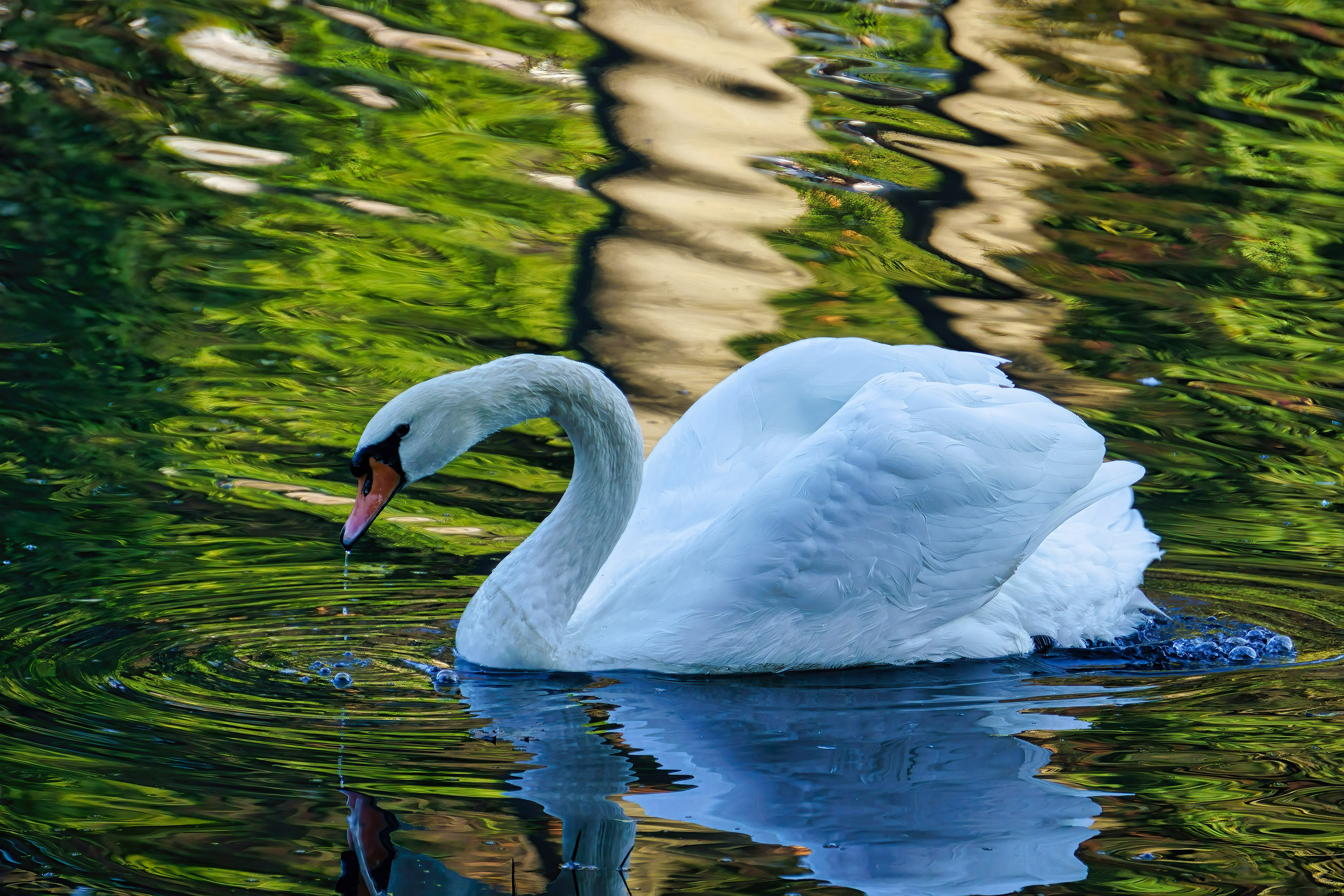 3000x2000 Reflection of Swan on Body of Water &Acirc;&middot; Free Stock Phot