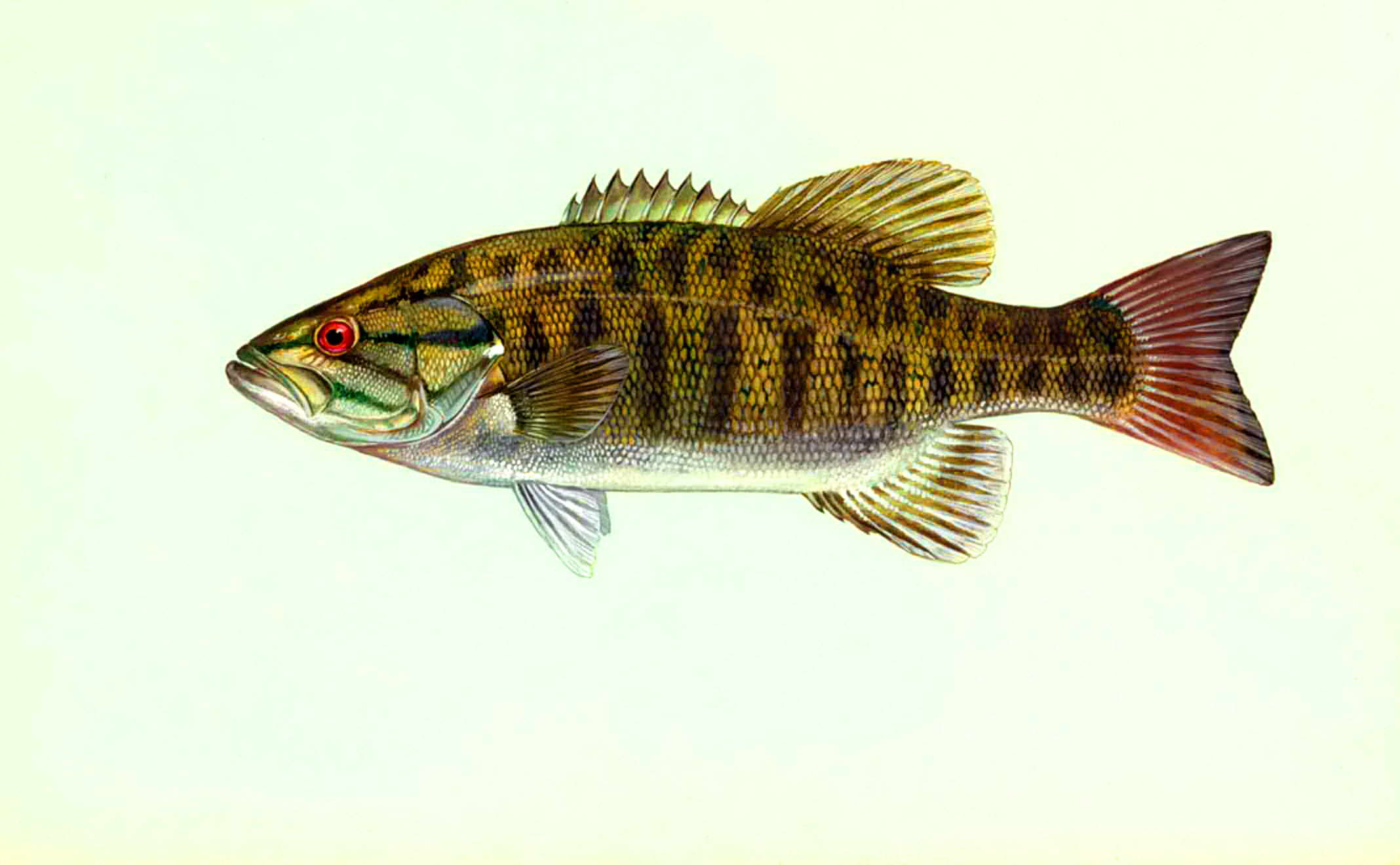 2136x1320 Free picture: micropterus dolomieu, smallmouth, bass, fish