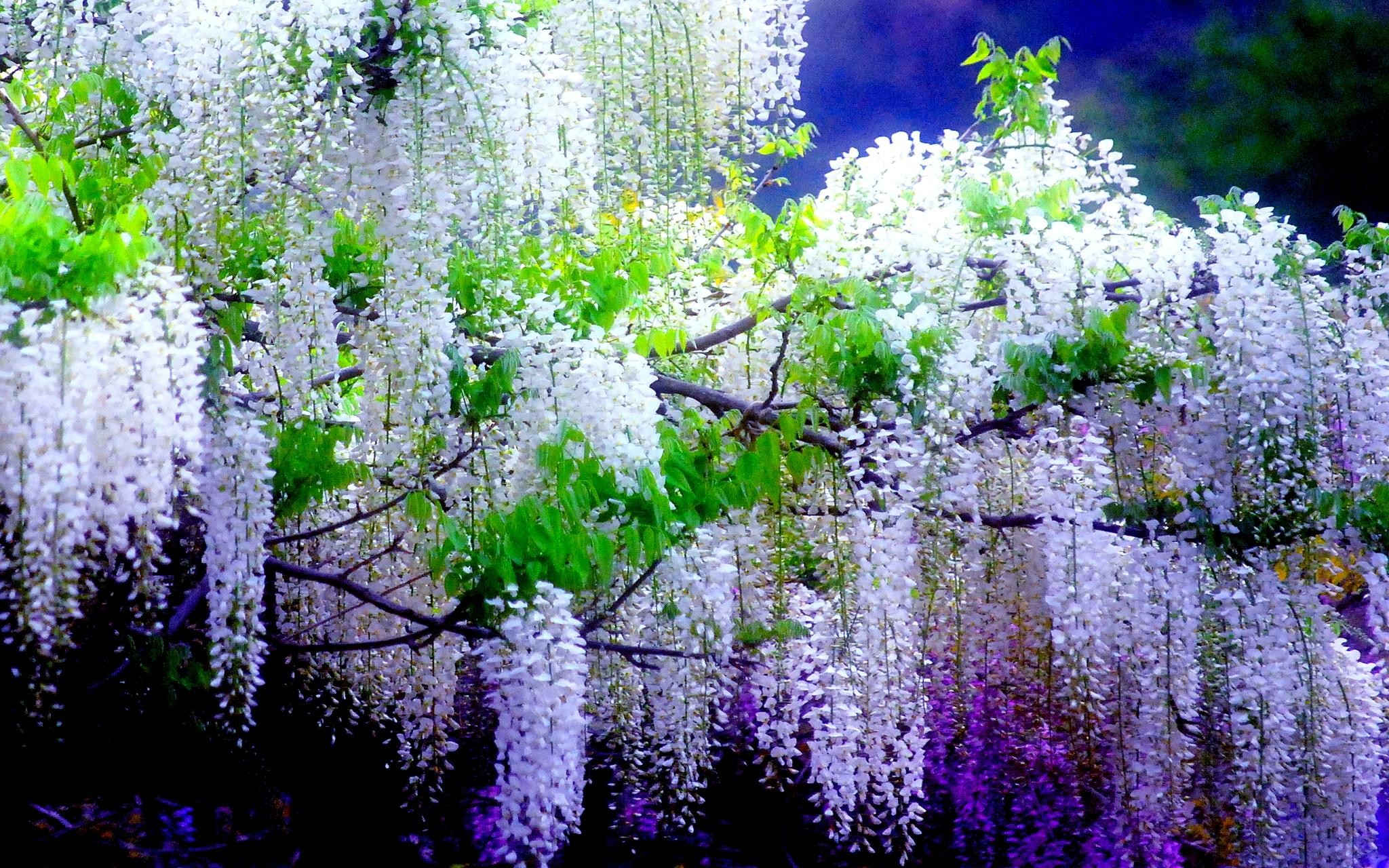2048x1280 Wisteria Wallpaper (55+ pictures