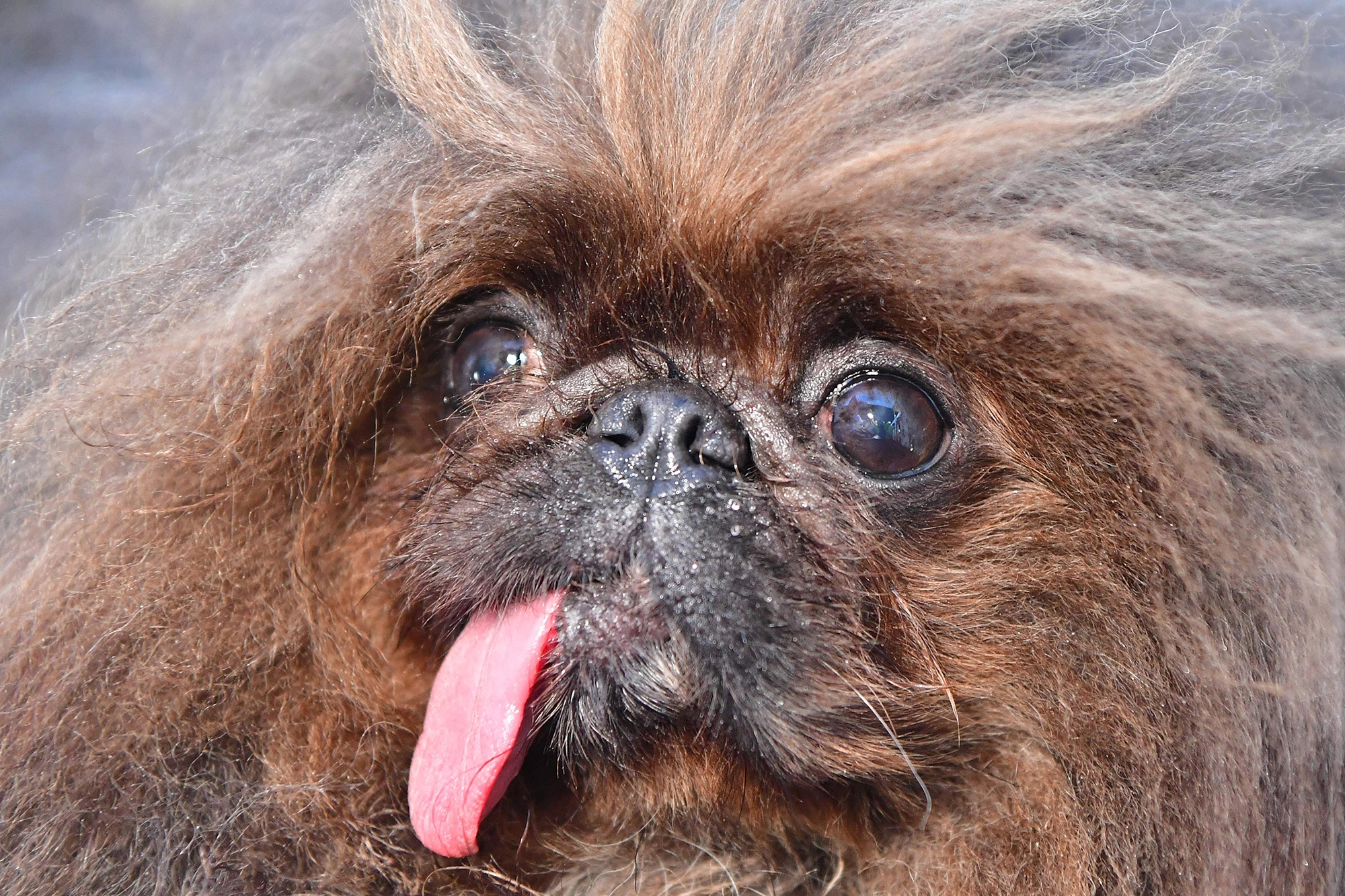 2000x1333 This is the world's ugliest dog