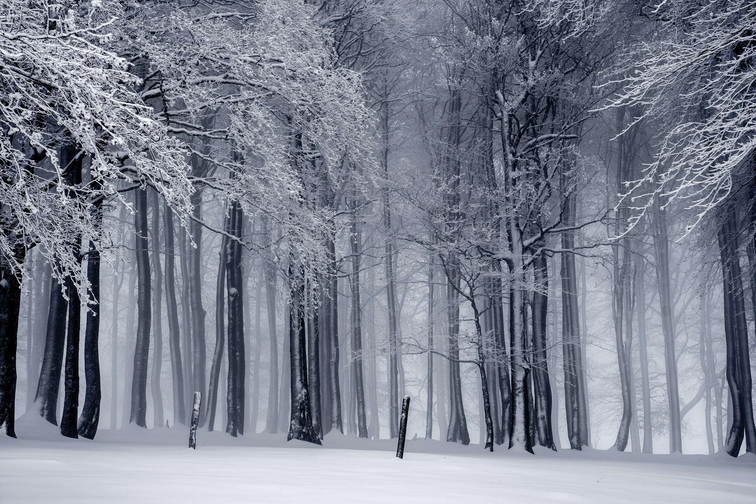 2450x1633 Winter Woods Wallpapers Top Free Winter Woods Backgrounds