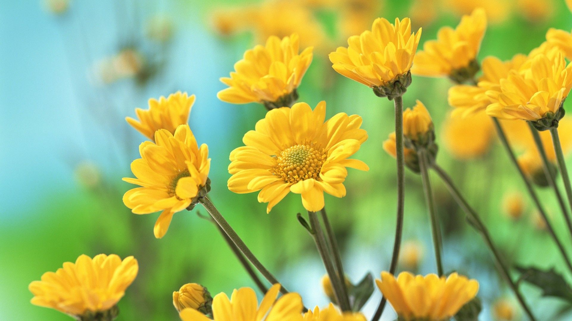 1920x1080 Yellow Flower Wallpapers Top Free Yellow Flower Backgrounds