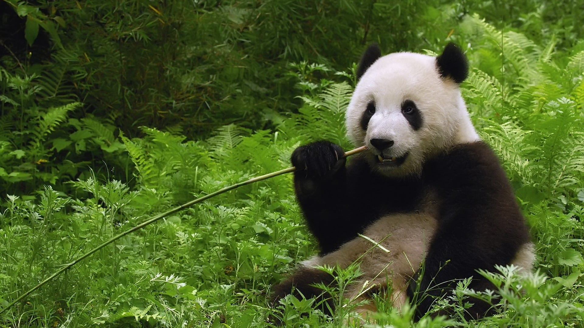 1920x1080 Panda Bear eating bamboo shoots HD wallpaper