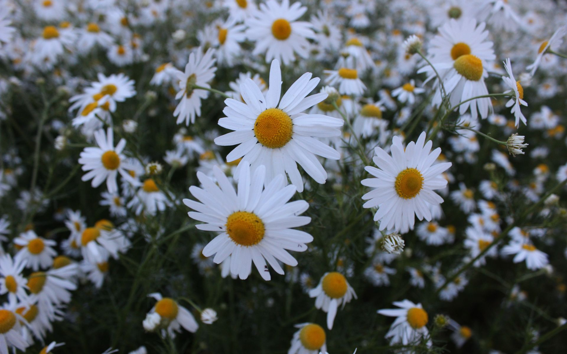1920x1200 Spring Daisy Wallpapers
