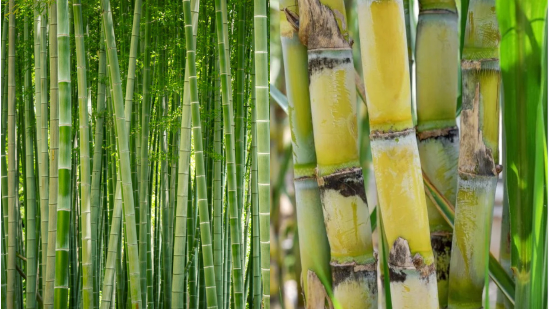 1920x1080 Sugarcane vs Bamboo. What is the difference? Gardeners Grail