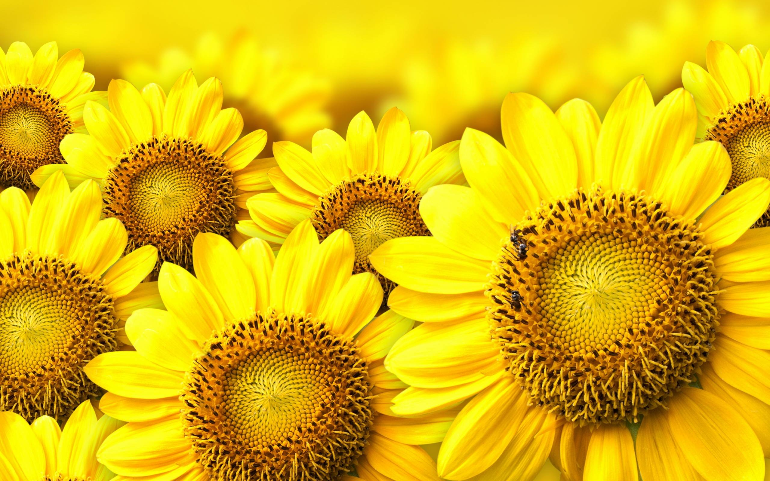 2560x1600 Sunflowers Wallpapers