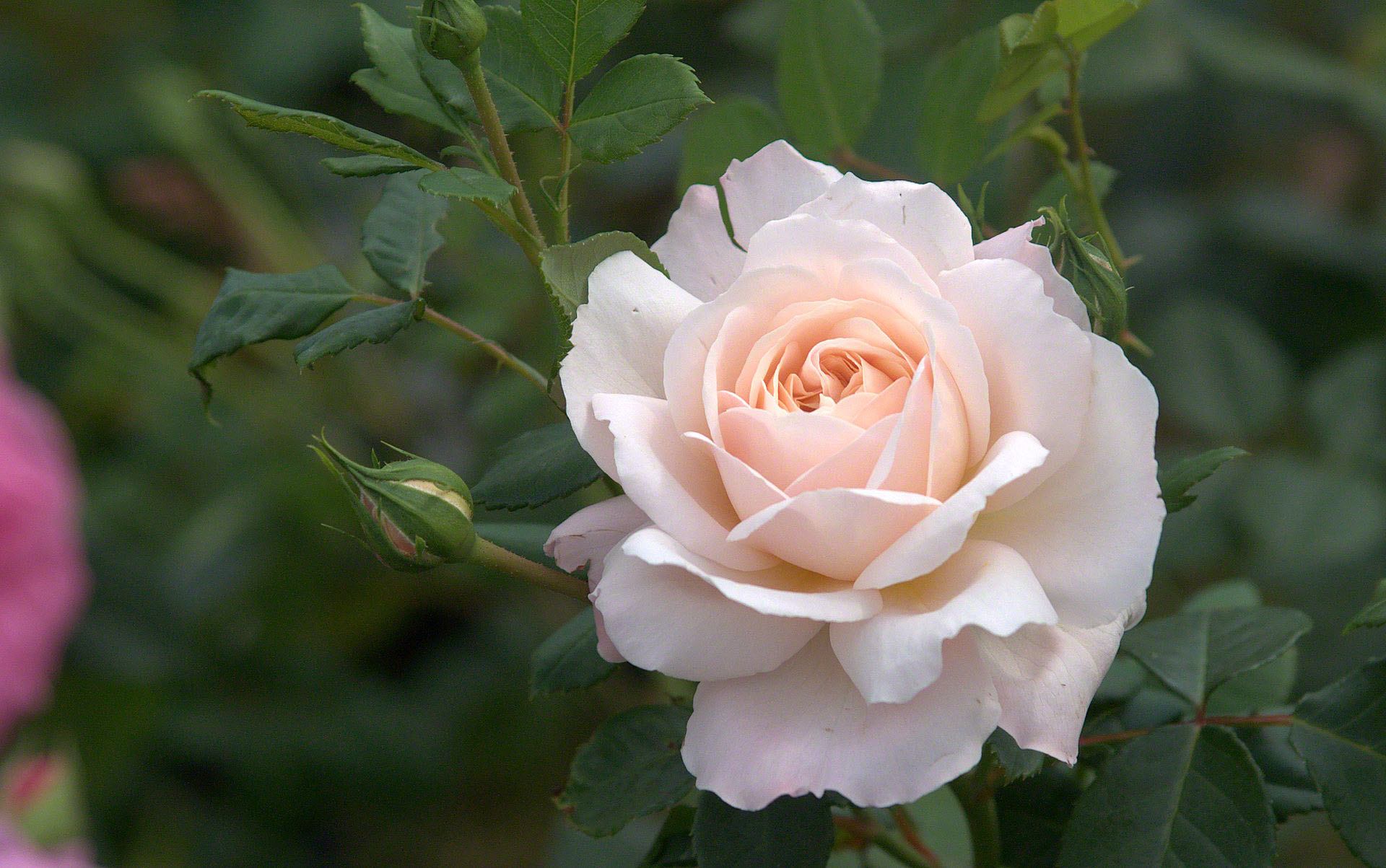 1920x1203 Roses flower, Roses photos, roses wallpaper for your desktop Red Rose, White Rose, Orange Rose, Pink