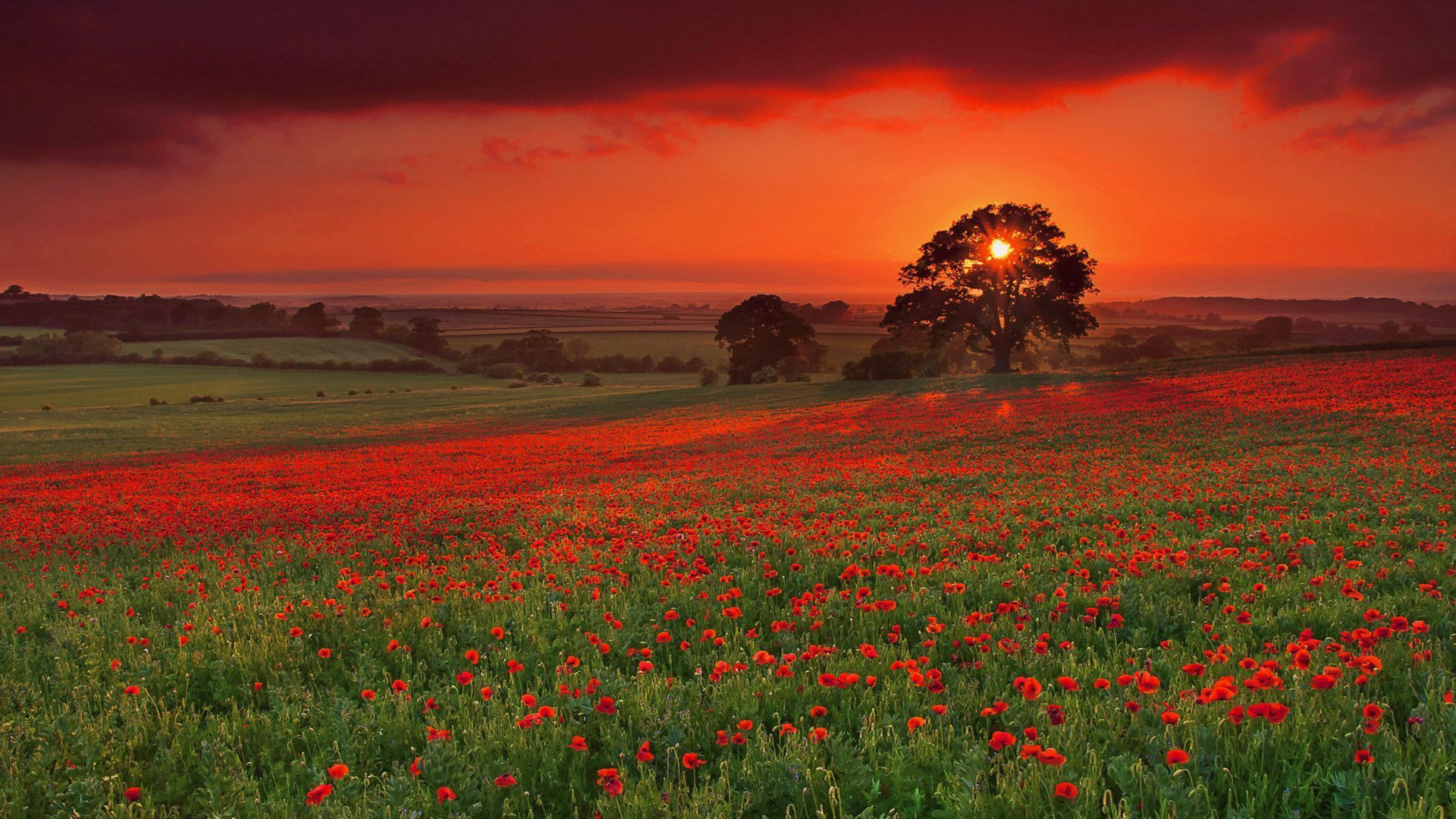 1920x1080 Beautiful View of Red Poppy Flowers Wallpaper, Top HD Wallpapers | Sunset landscape, Summer landscape, Landscape wallpaper