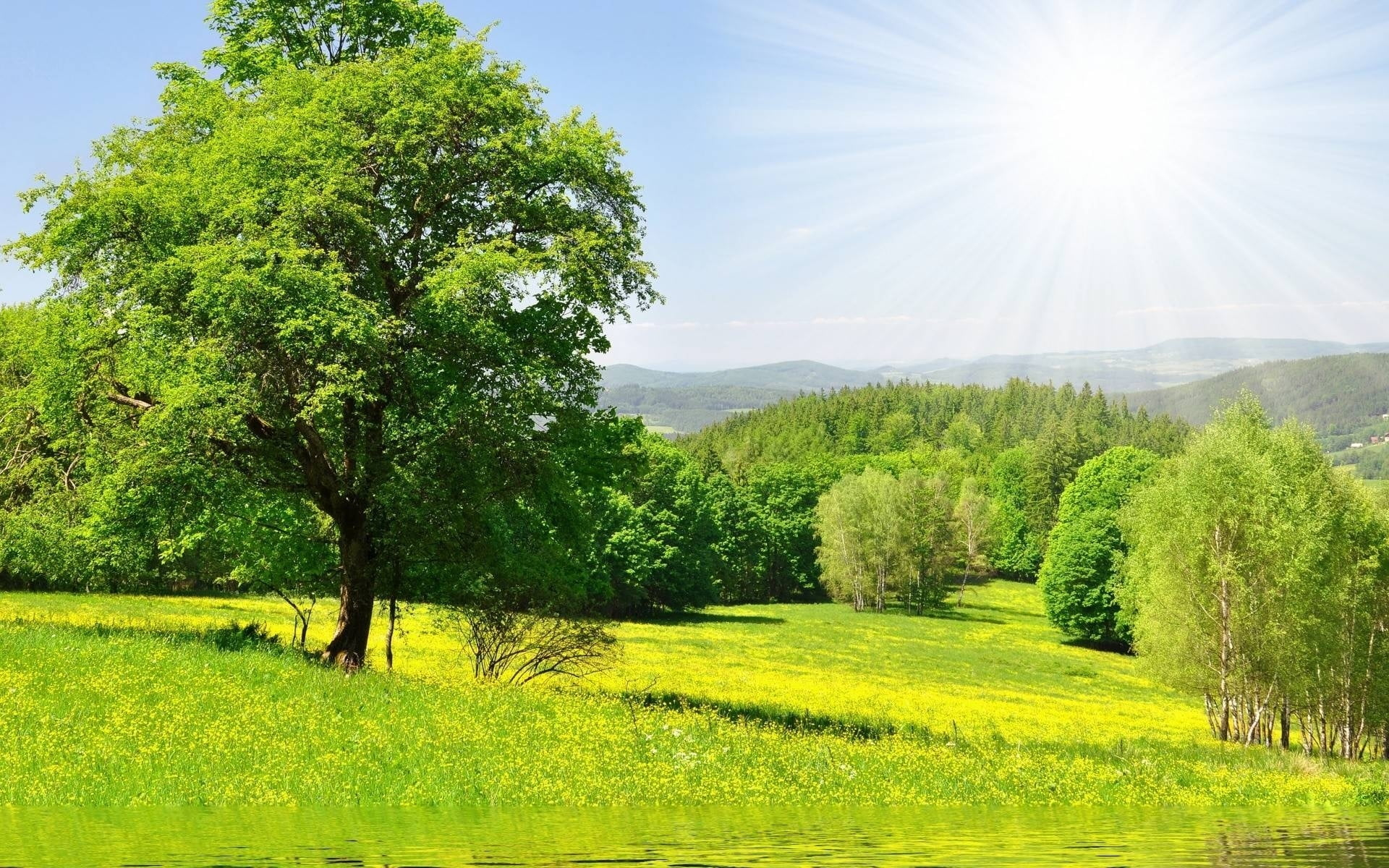 1920x1200 Green leaved trees and grass field under sunny sky HD wallpaper | Wallpaper Flare