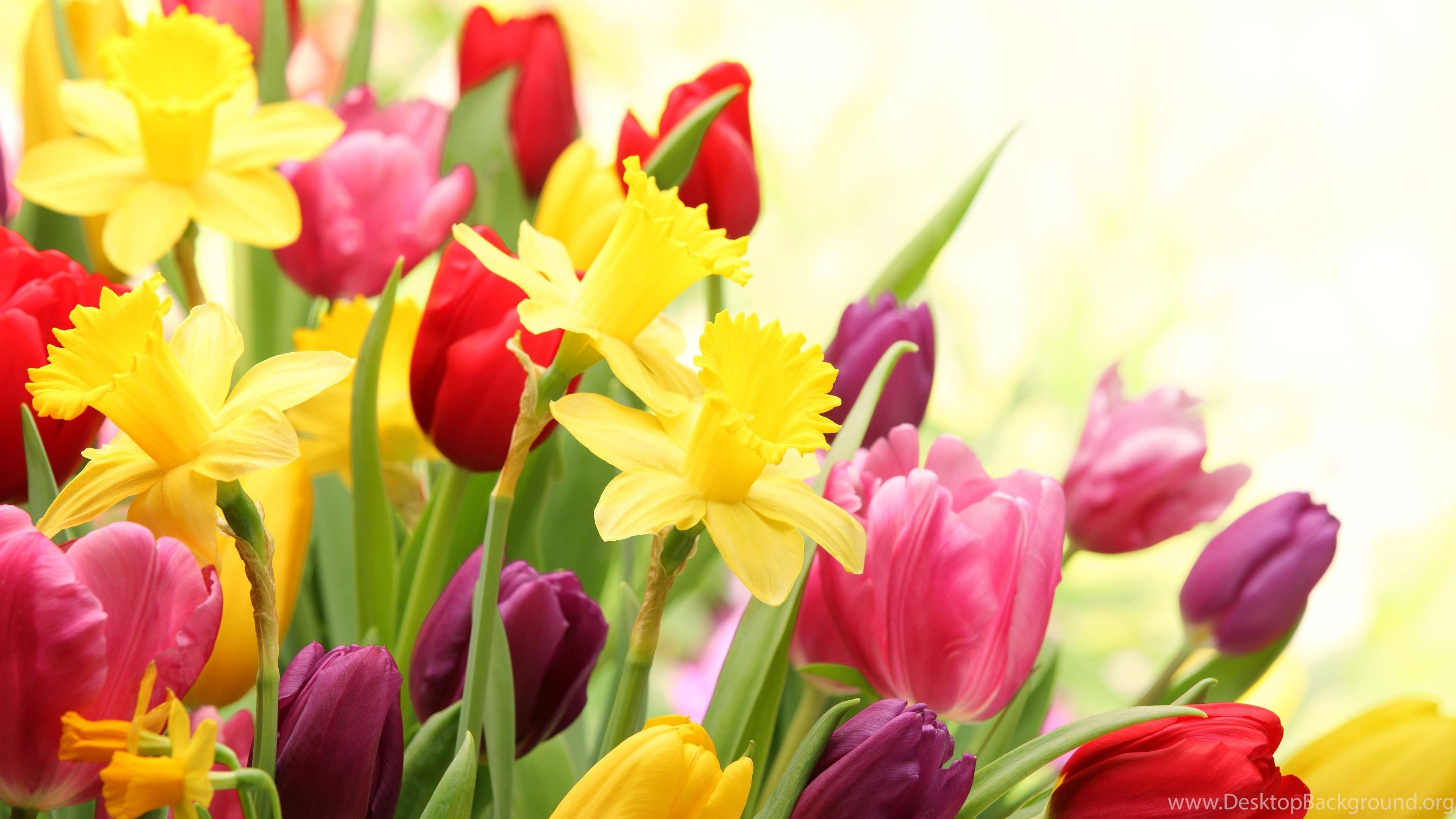 3840x2160 Spring Floral Desktop Wallpapers Top Free Spring Floral Desktop Backgrounds