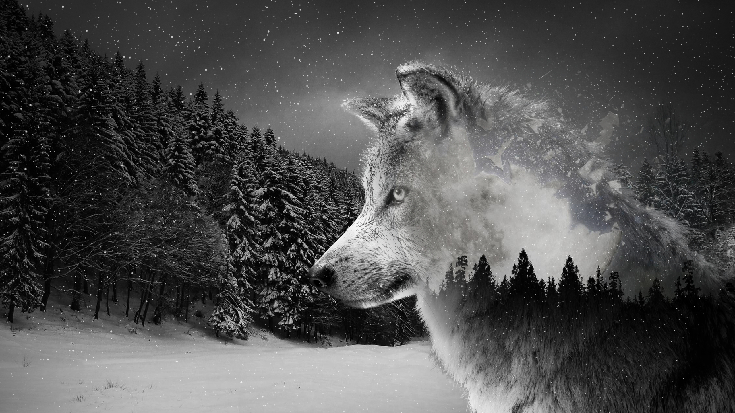 2560x1440 Silver Wolf Wallpaper () : r/wallpapers