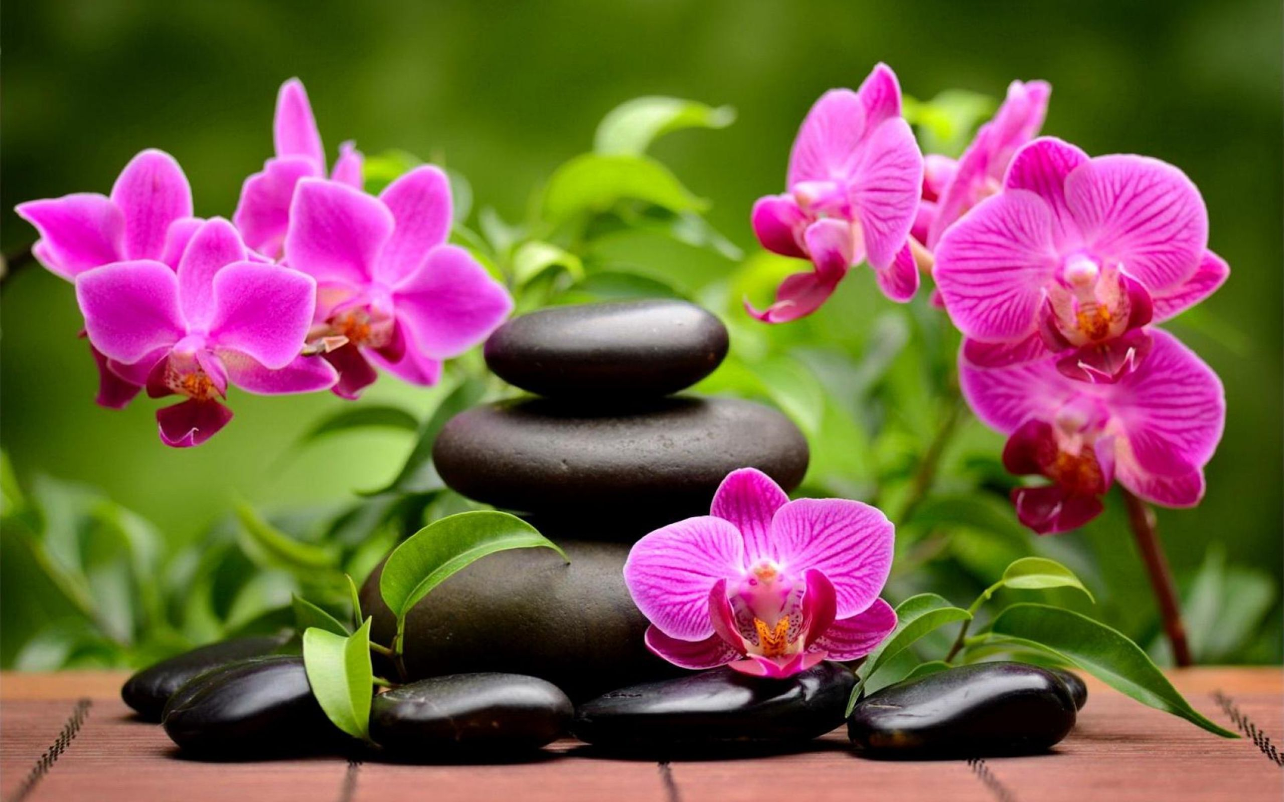 2560x1600 Colorful Orchids Wallpapers