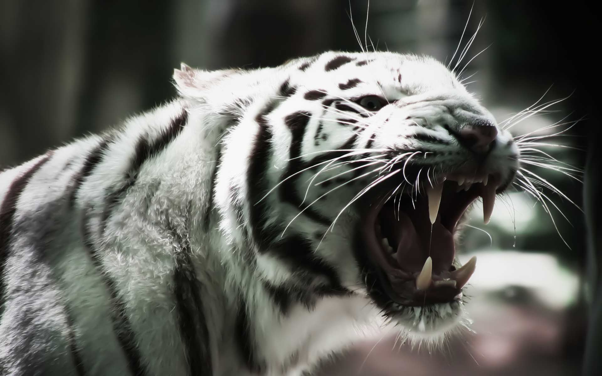 1920x1200 Free download white tiger desktop wallpaper which is under the tiger wallpapers [] for your Desktop, Mobile \u0026 Tablet | Explore 45+ White Tiger Wallpaper Images | Tiger Pictures Wallpaper, Tiger Screensavers