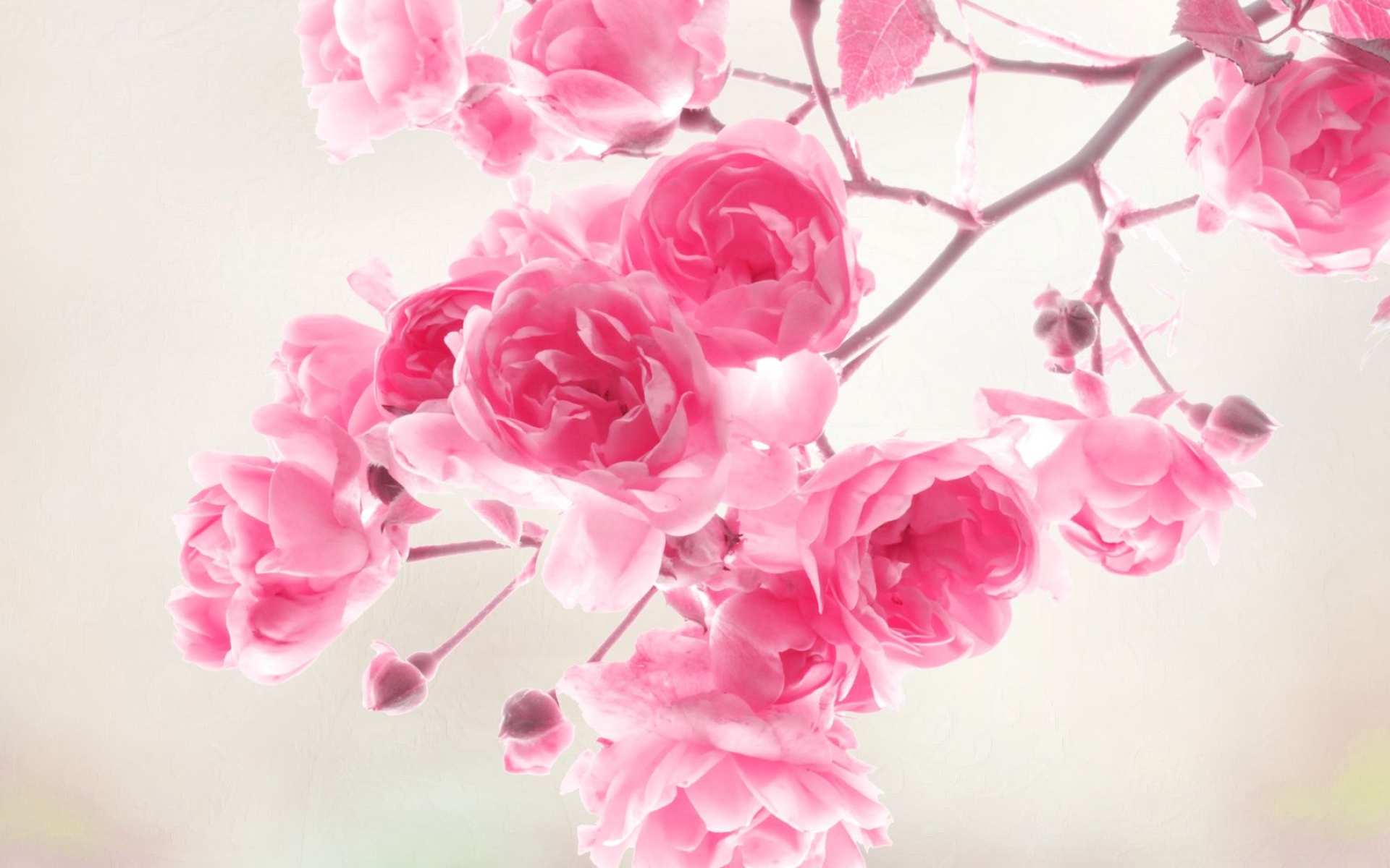 1920x1200 White and Pink Roses Wallpapers Top Free White and Pink Roses Backgrounds