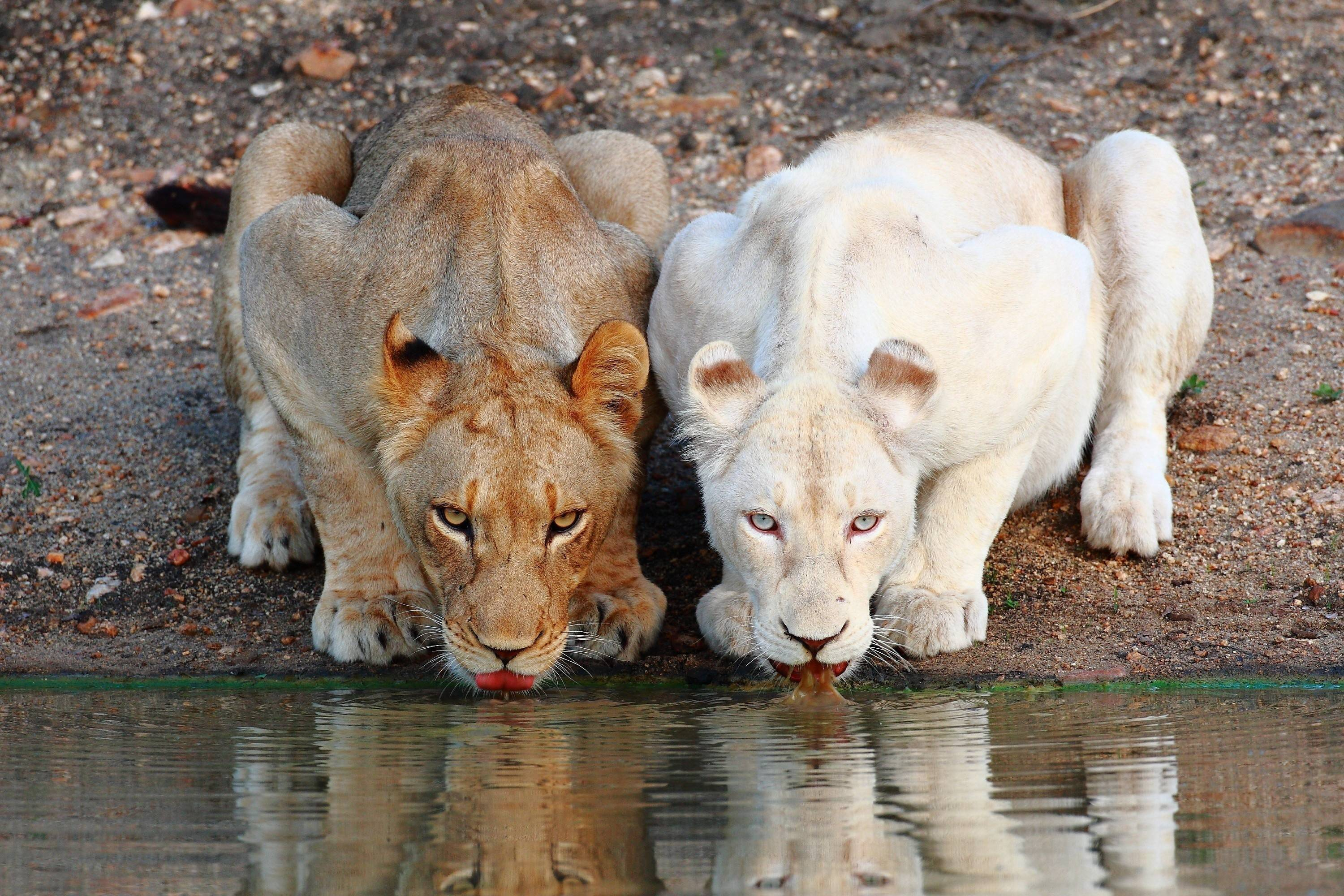3000x2000 White Lion Cubs Wallpapers Top Free White Lion Cubs Backgrounds