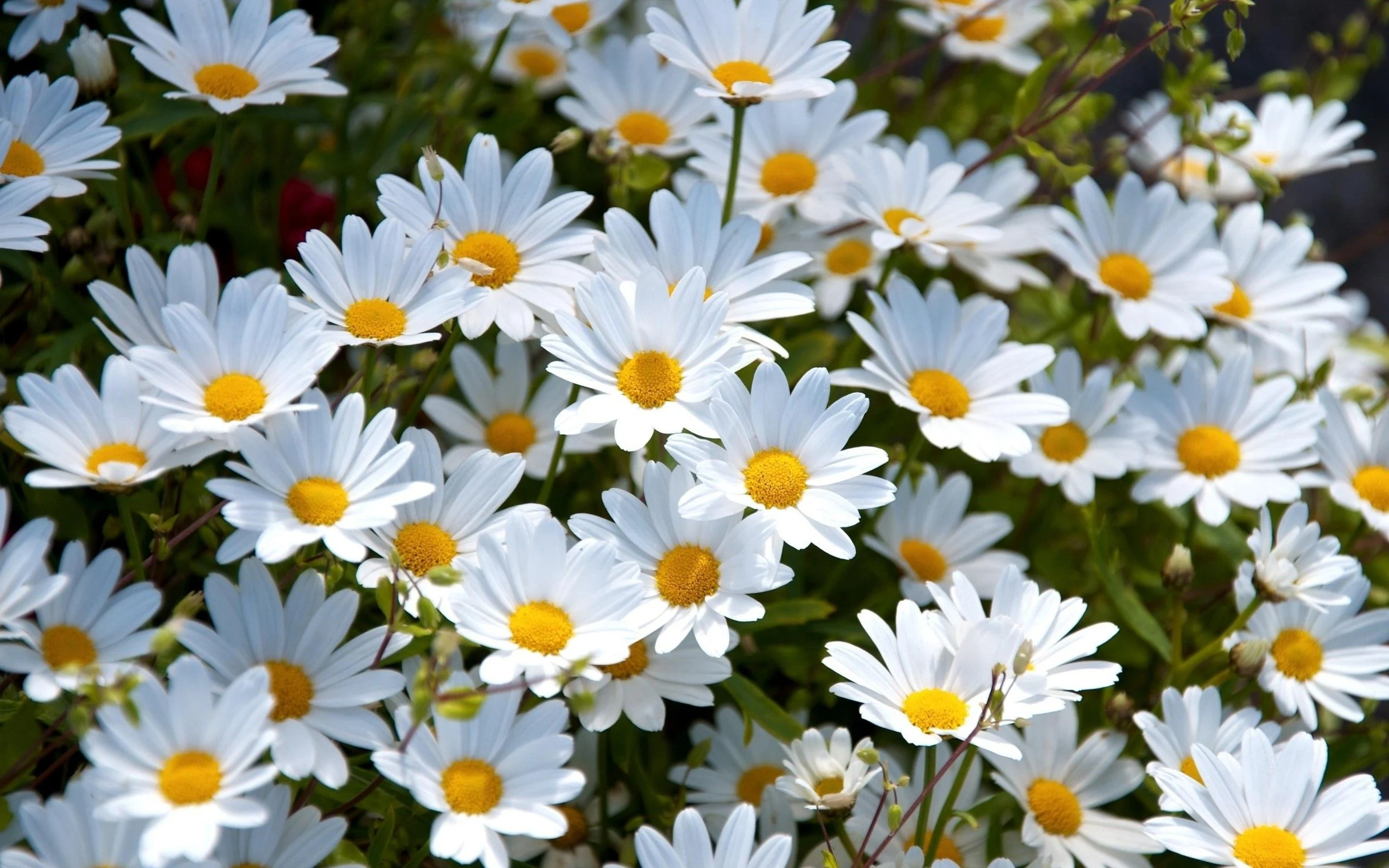 2560x1600 Daisy Flower Wallpapers Top Free Daisy Flower Backgrounds