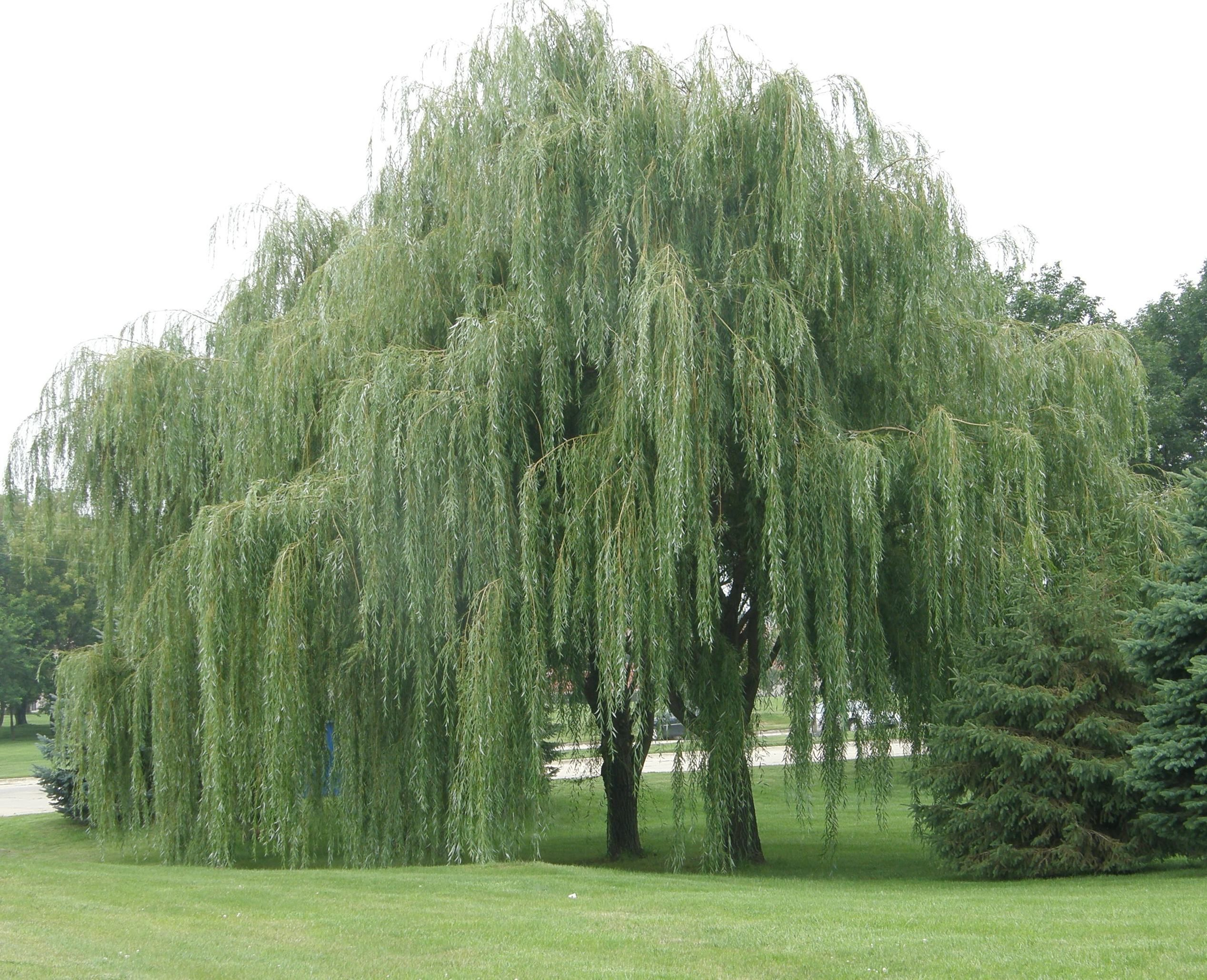 2535x2059 I \u003c3 willow trees! One of many of God's creations! | Weeping willow tree, Weeping willow, Willow tree