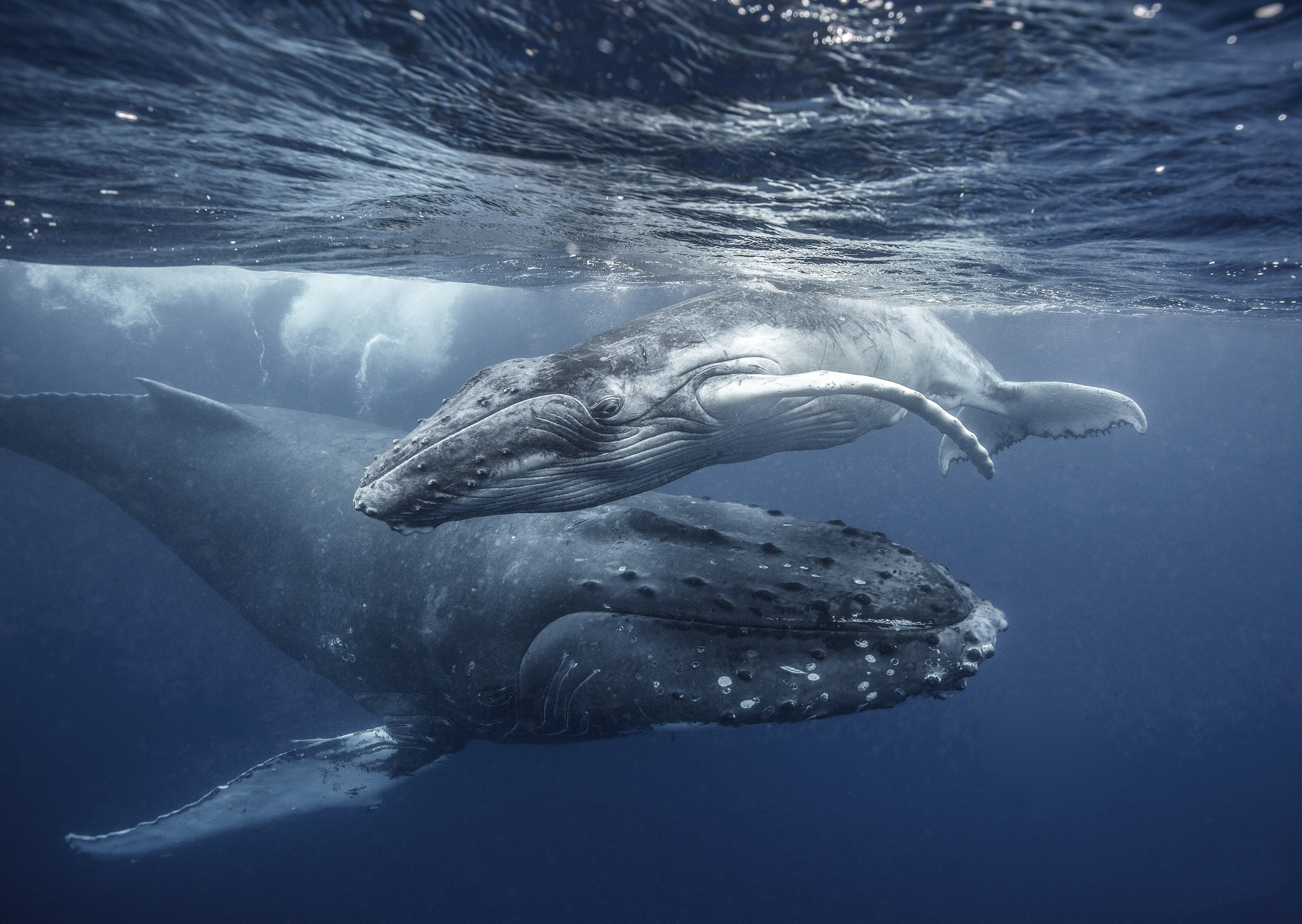 2048x1453 120+ Whale HD Wallpapers and Backgrounds