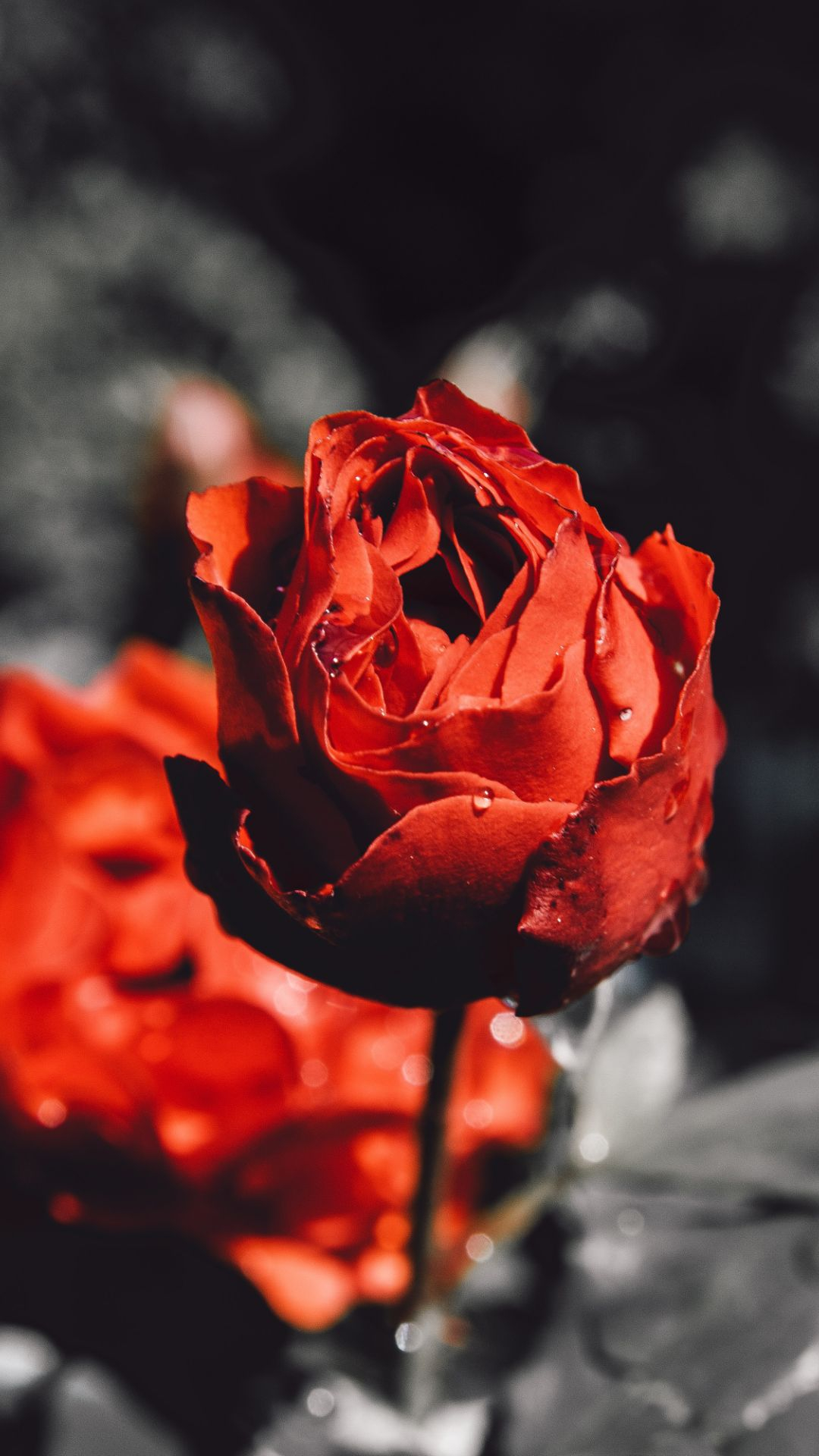 1080x1920 Rose Wallpapers Top Best Quality Rose Backgrounds (HD,4k