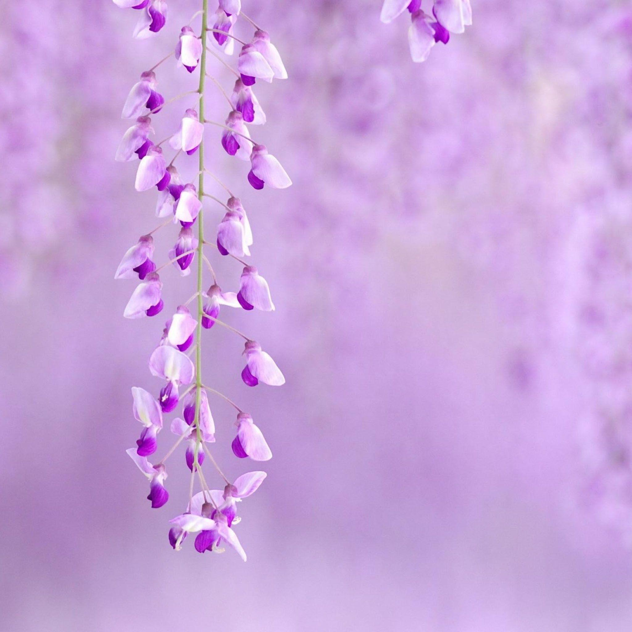 2048x2048 Light Purple Flower Wallpapers Top Free Light Purple Flower Backgrounds