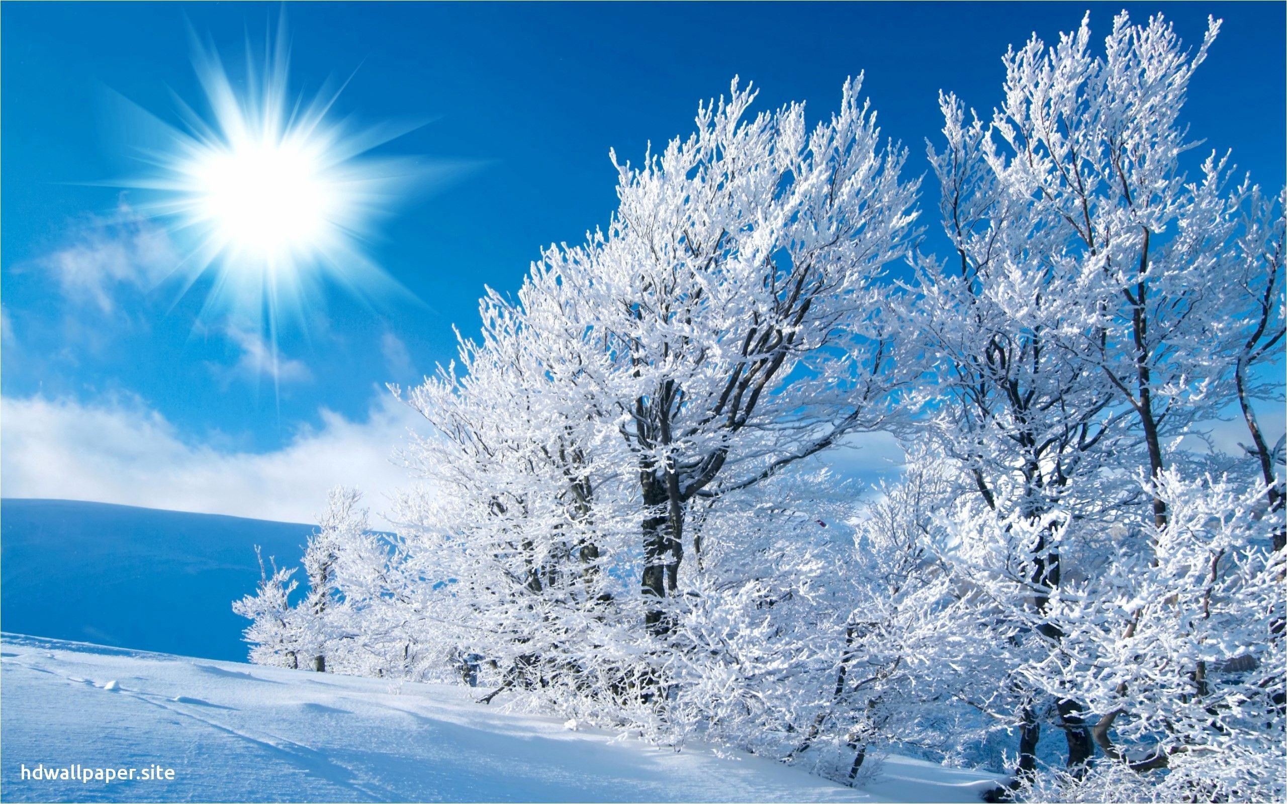 2560x1600 Best Winter Wallpapers Top Free Best Winter Backgrounds