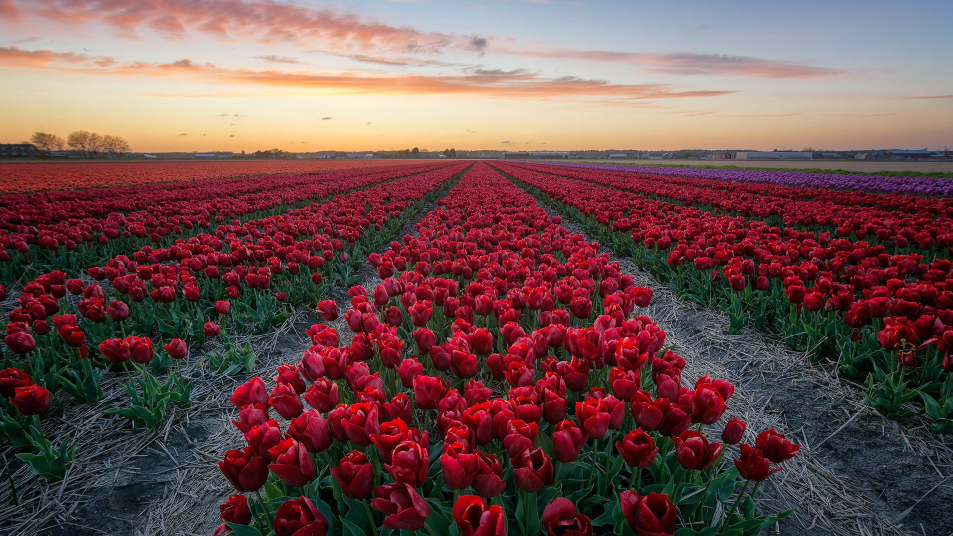 1920x1080 Field With Red Tulips Netherlands 4k Hd Desktop Wallpaper /s/Cinnam
