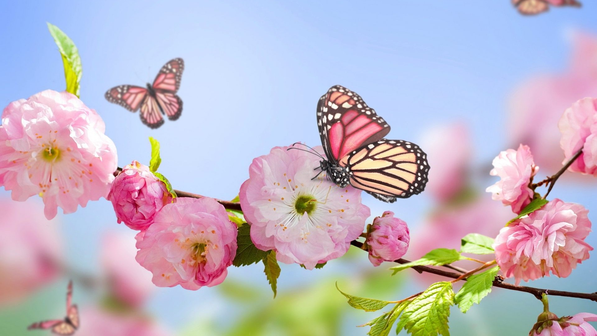 1920x1080 Cute Spring Nature Wallpapers Top Free Cute Spring Nature Backgrounds
