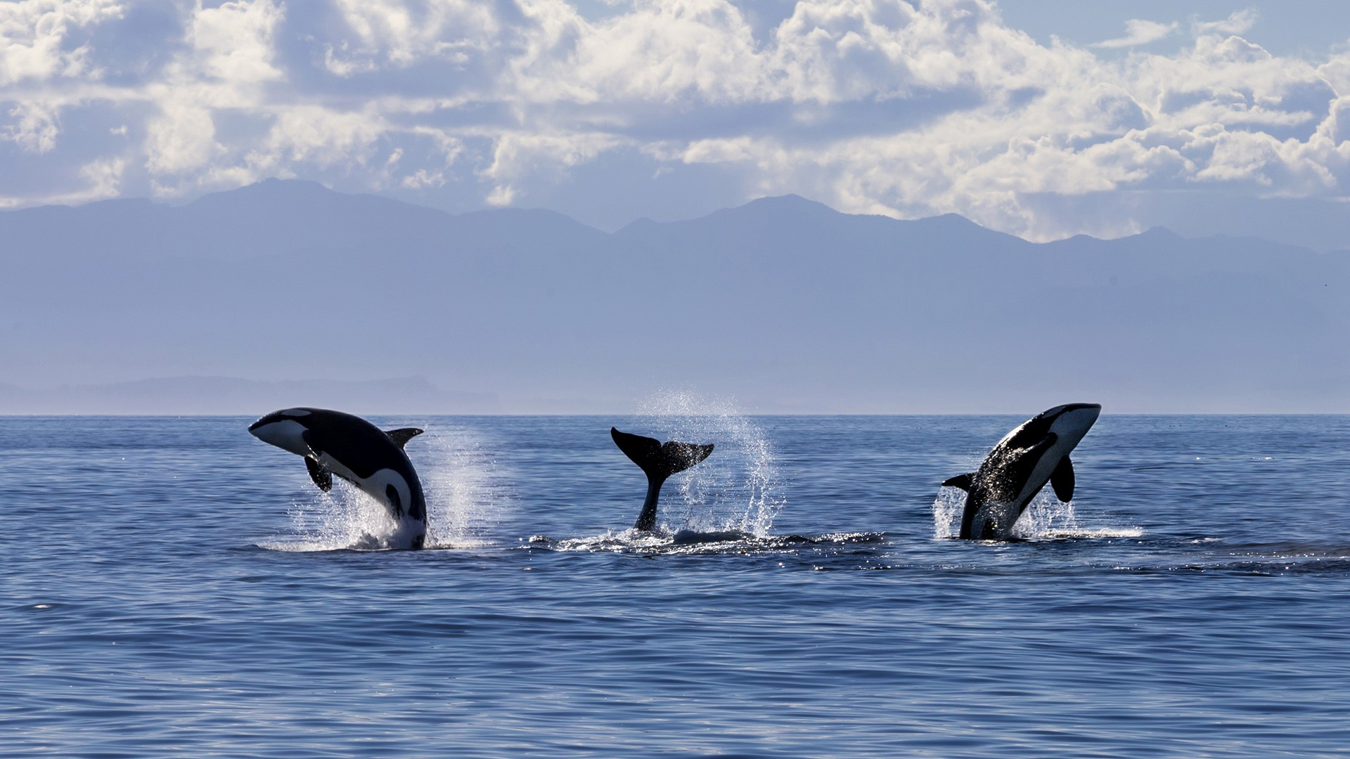 1920x1080 Killer whale (orca) family playing, Canada | Windows 10 Spotlight Images